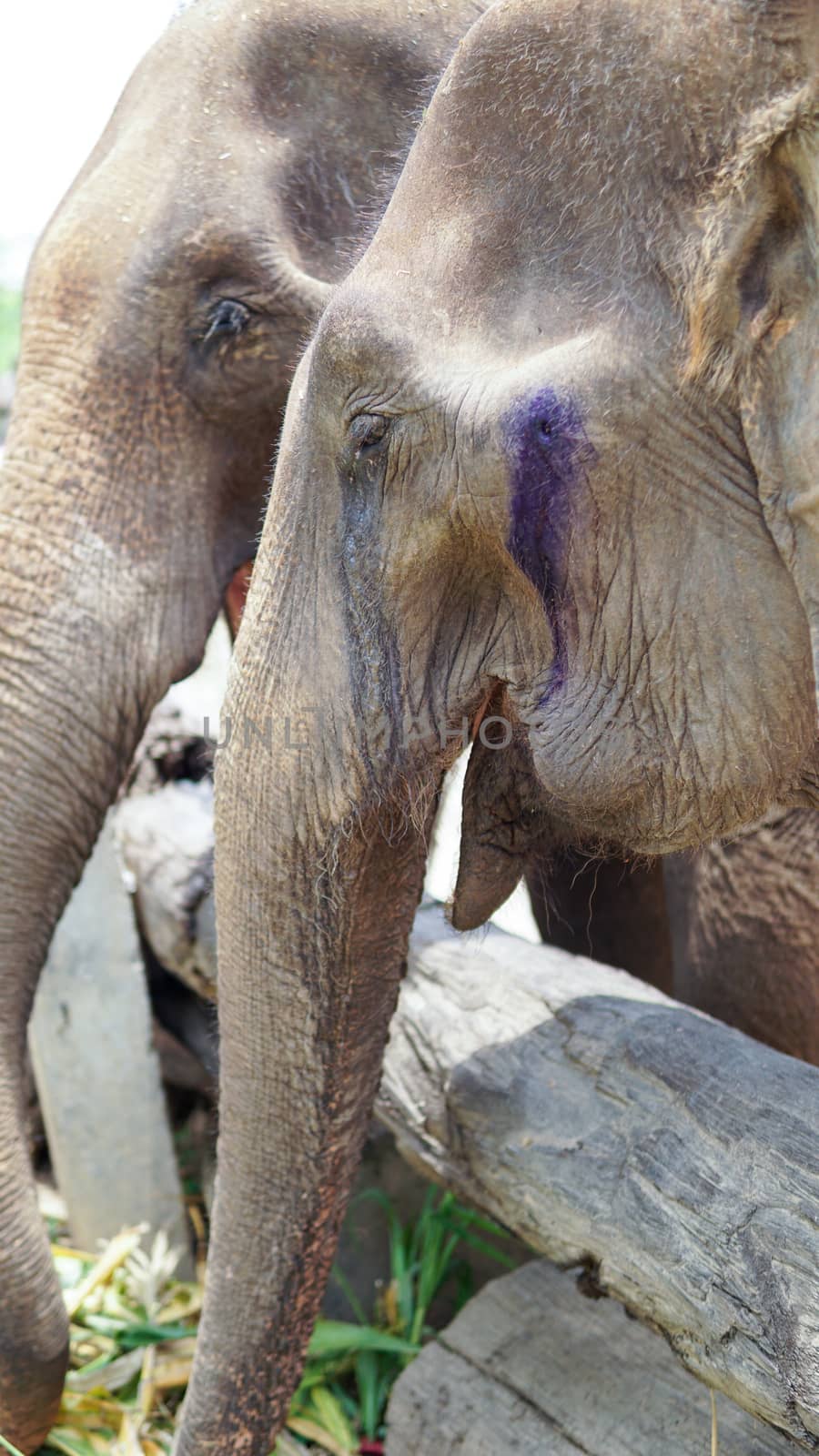 Close up of Elephants trunk while they are feeding on sugar cane and bamboo in Elephant Care Sanctuary, Mae Tang, Chiang Mai province, Thailand. by sonandonures