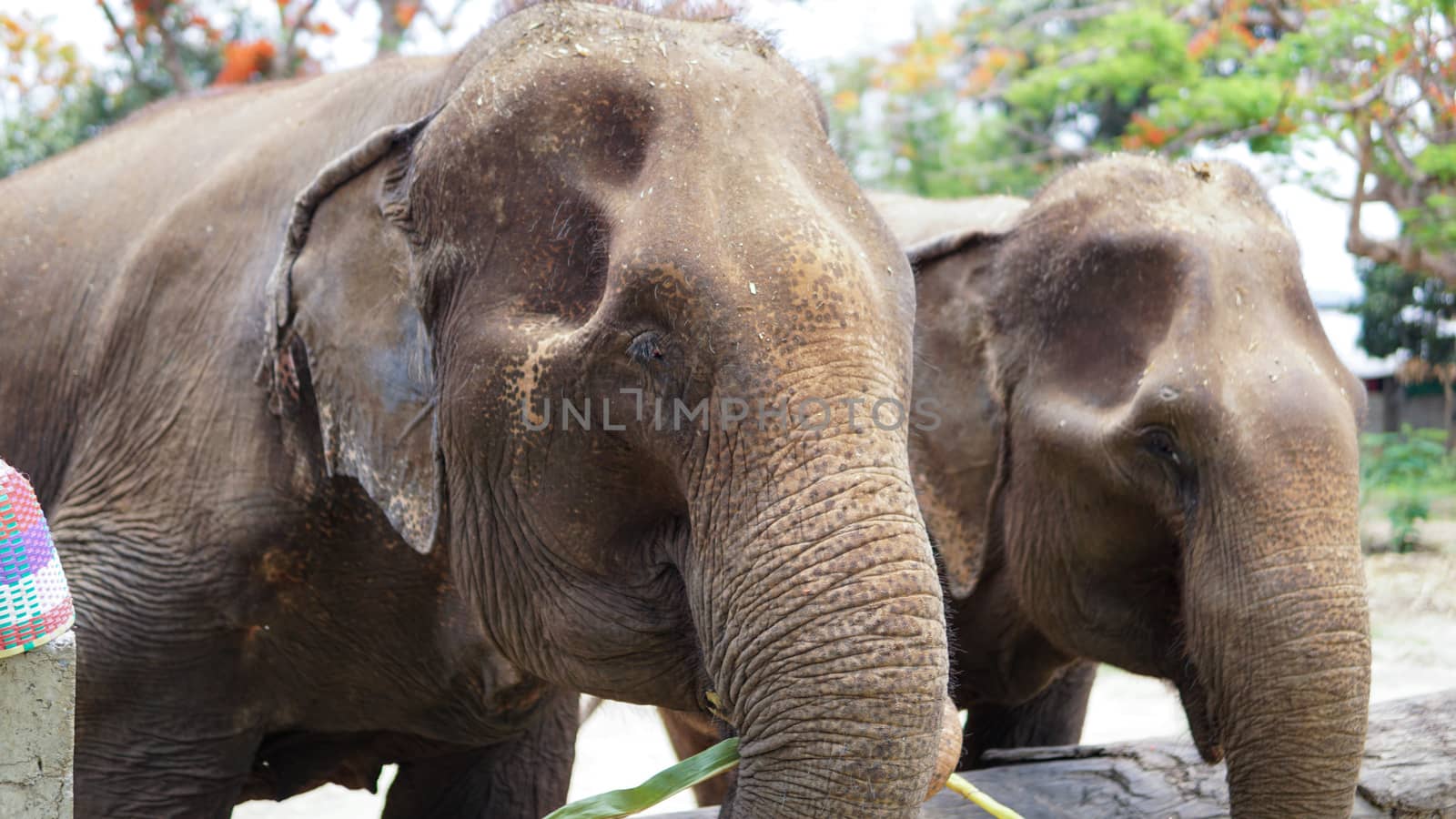 Group of adult elephants feeding sugar cane and bamboo in Elephant Care Sanctuary, Mae Tang, Chiang Mai province, Thailand.