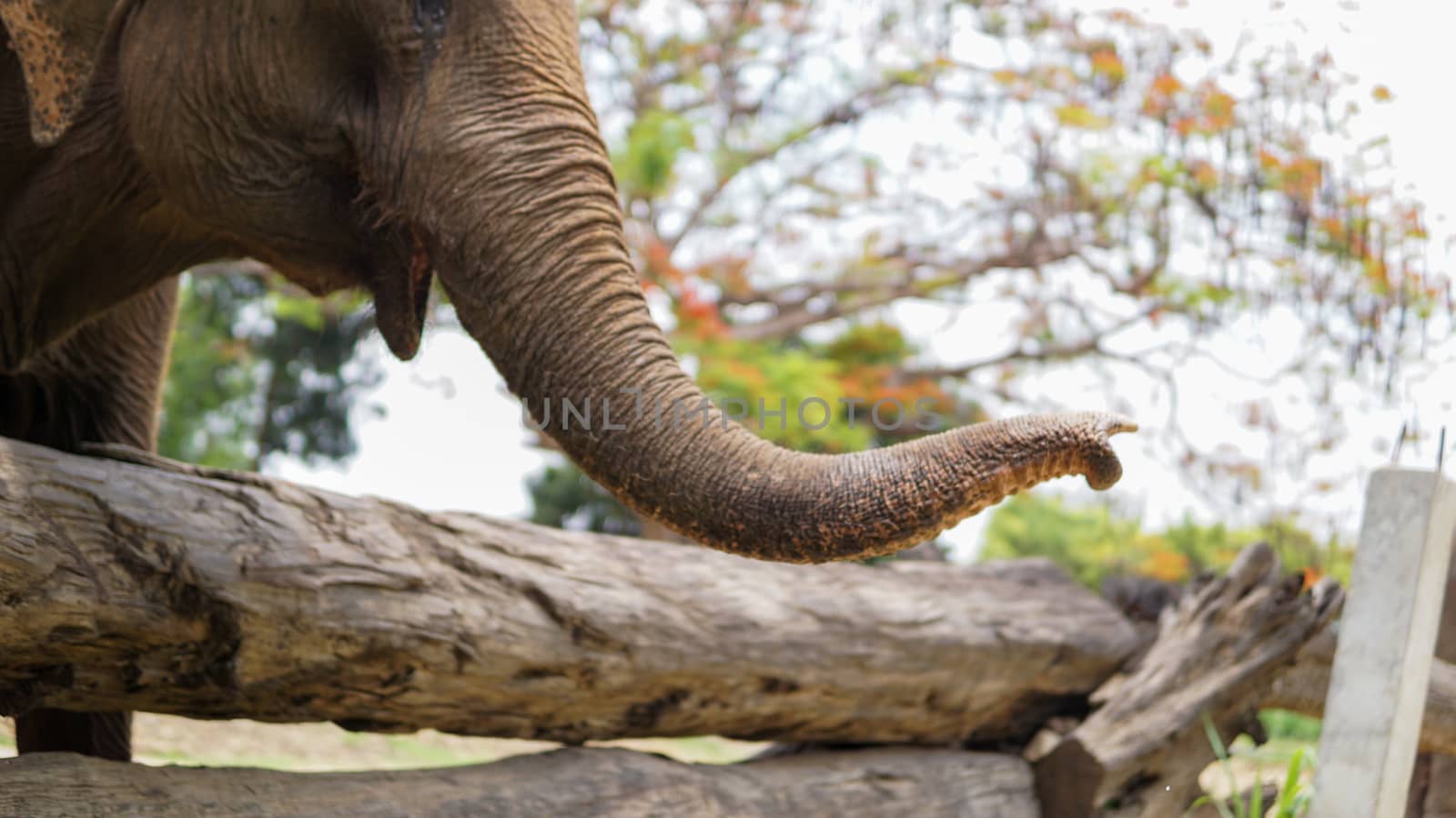 Close up of Elephants trunk while they are feeding on sugar cane and bamboo in Elephant Care Sanctuary, Mae Tang, Chiang Mai province, Thailand. by sonandonures