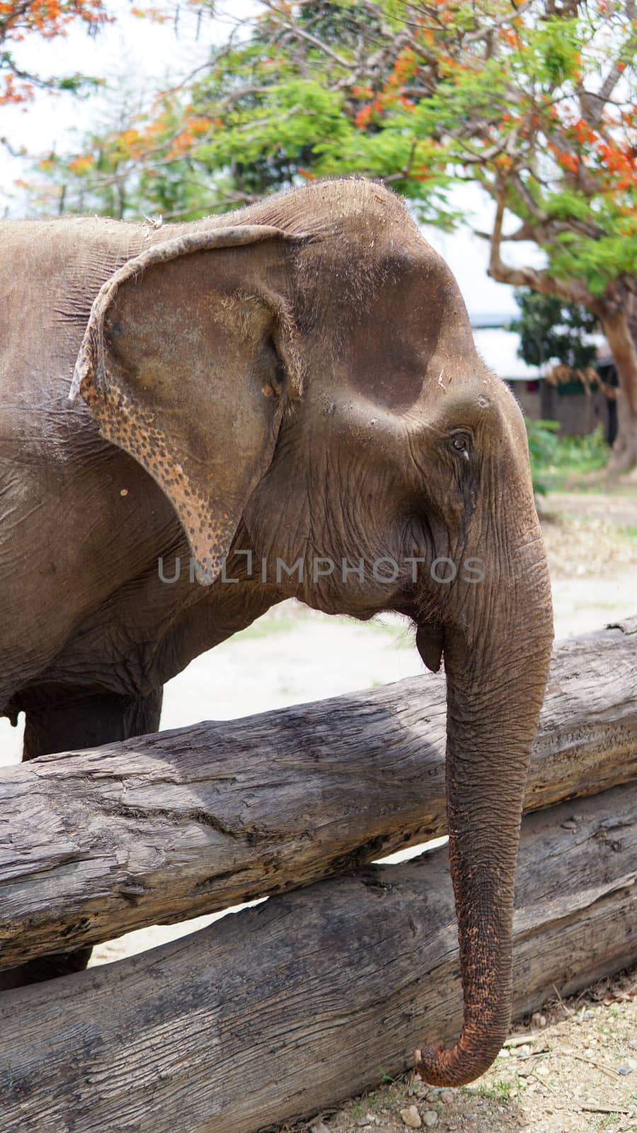 Close up of Elephants trunk while they are feeding on sugar cane and bamboo in Elephant Care Sanctuary, Mae Tang, Chiang Mai province, Thailand. by sonandonures