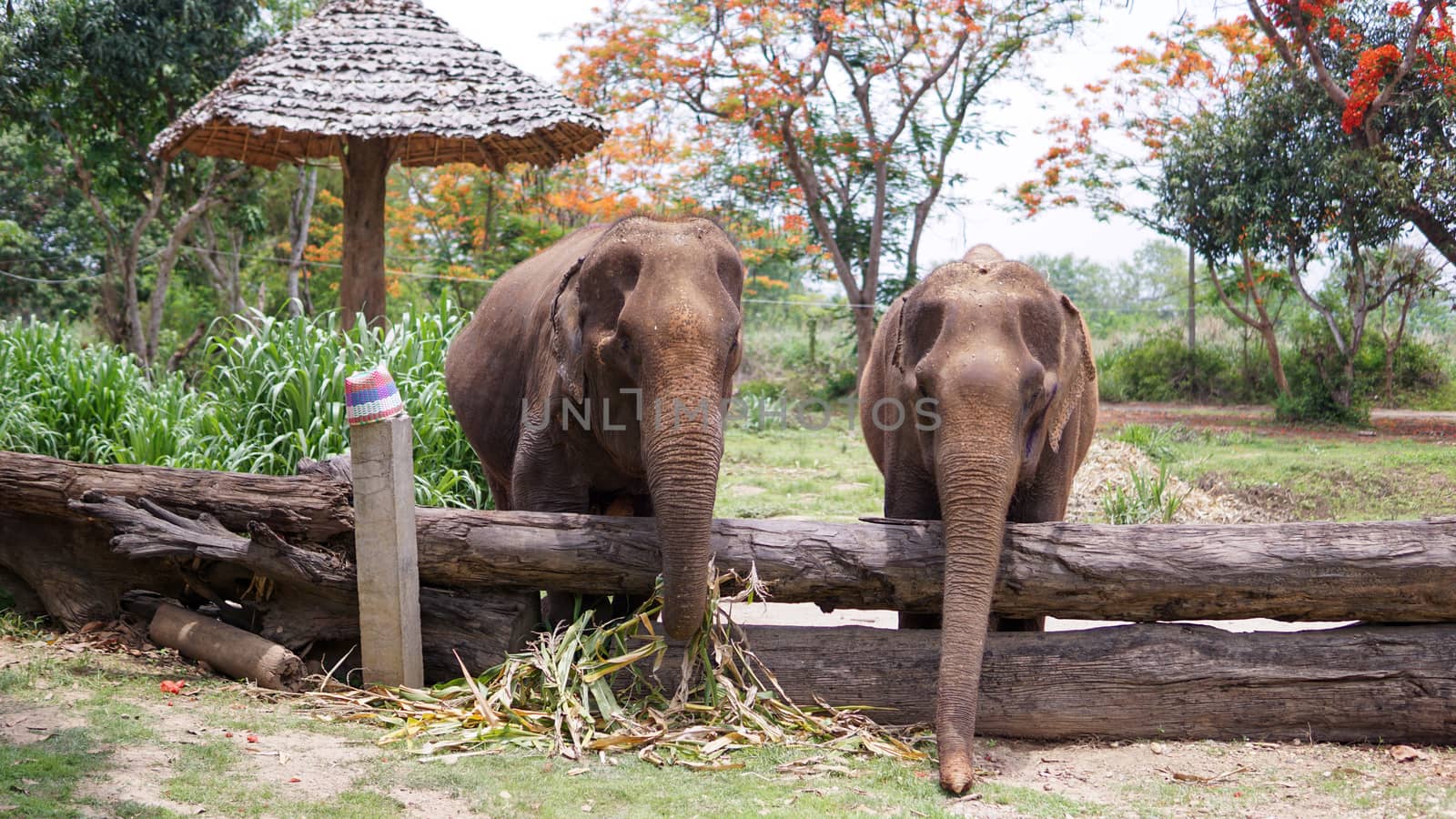 Close up of Elephants trunk while they are feeding on sugar cane and bamboo in Elephant Care Sanctuary, Mae Tang, Chiang Mai province, Thailand. by sonandonures