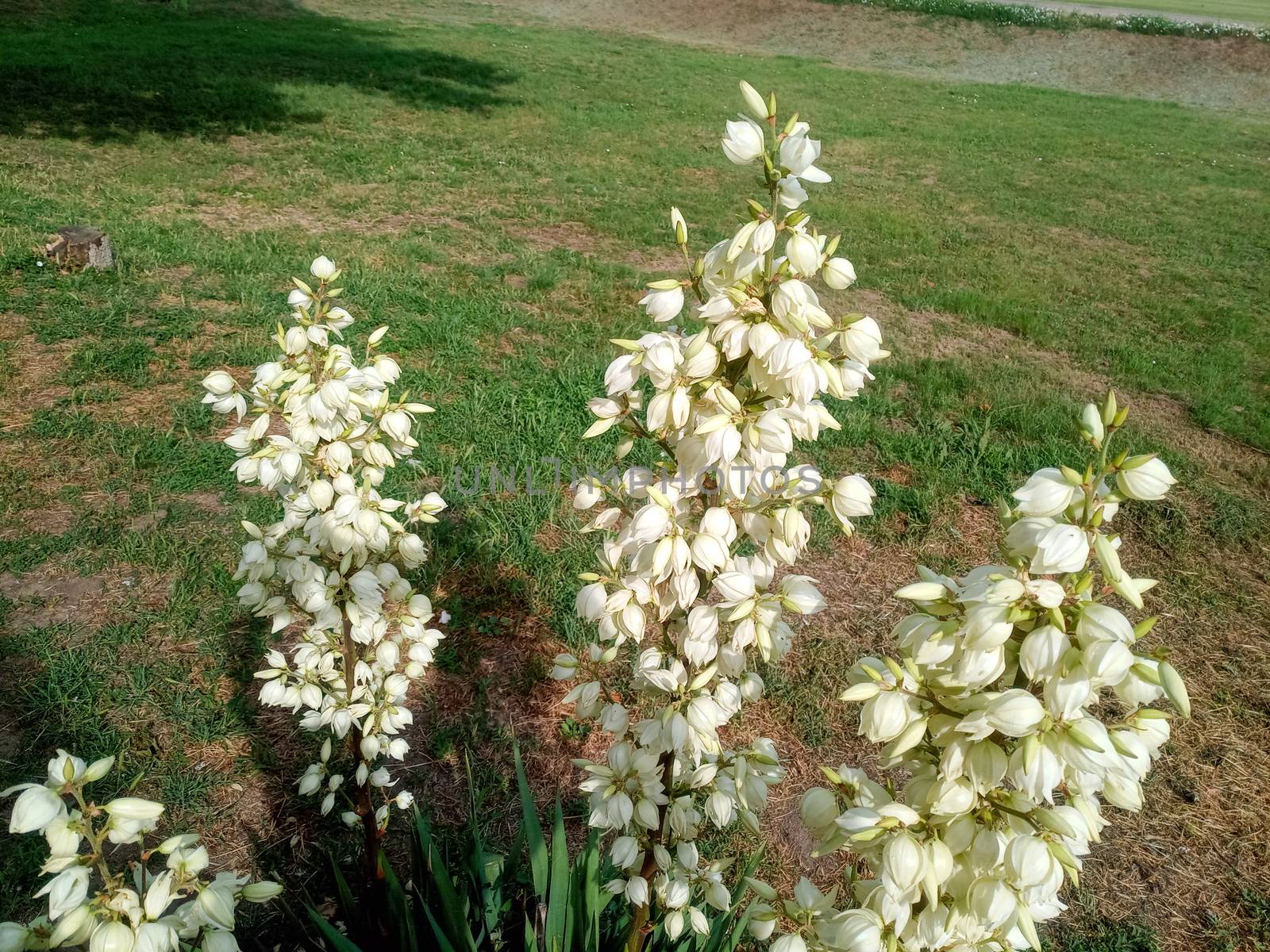 White yucca flowers on the lawn. by fedoseevaolga
