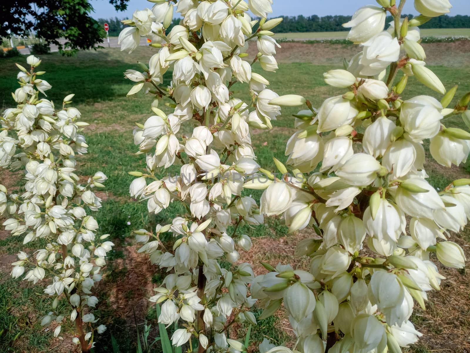 White yucca flowers on the lawn. by fedoseevaolga