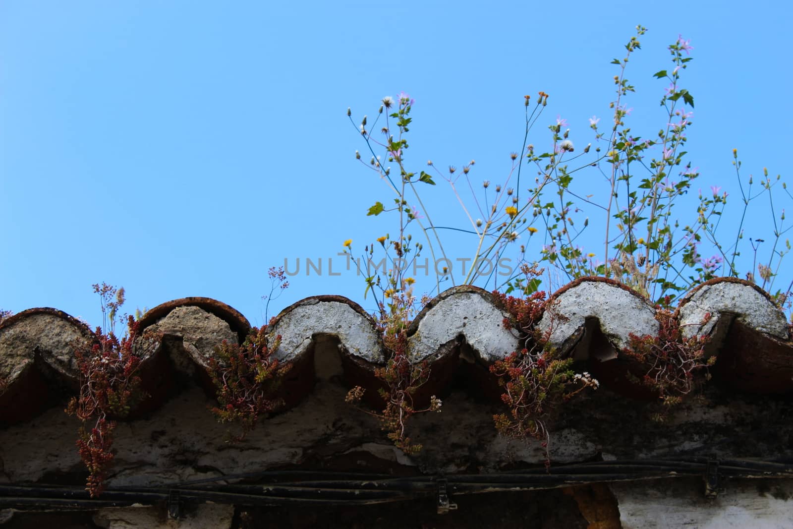 The plants grow on an abandoned old roof. Beja, Portugal.