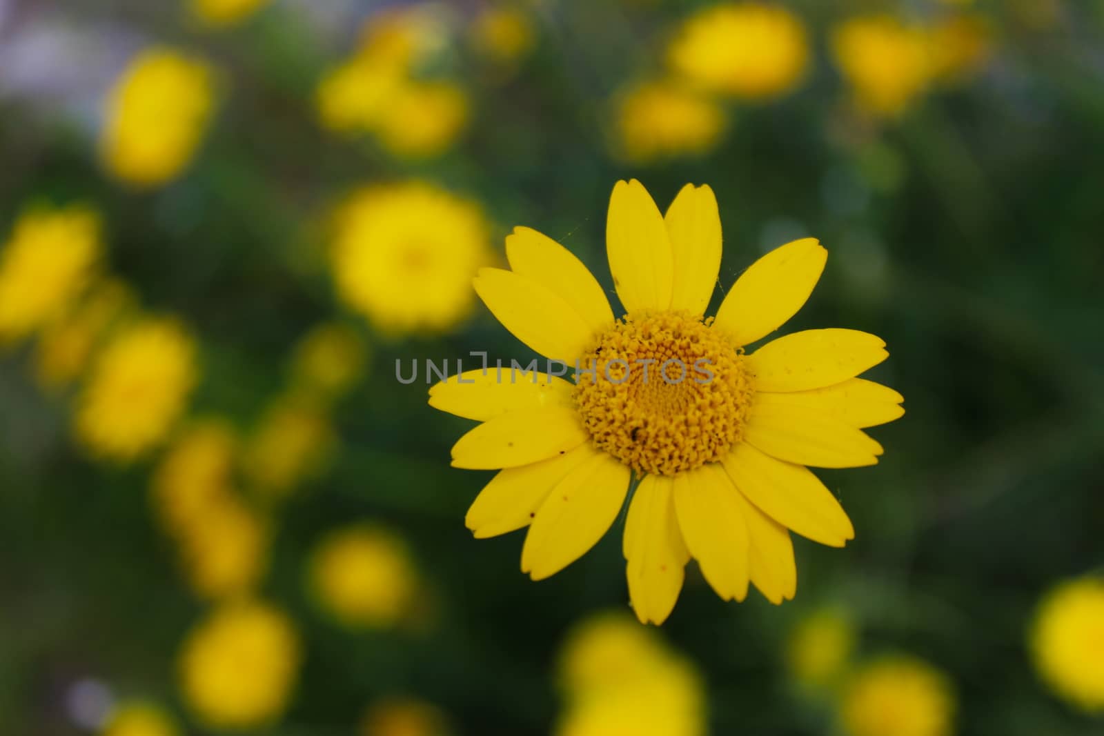 One yellow daisy in focus on the meadow and the others blurred. Beja, Portugal.