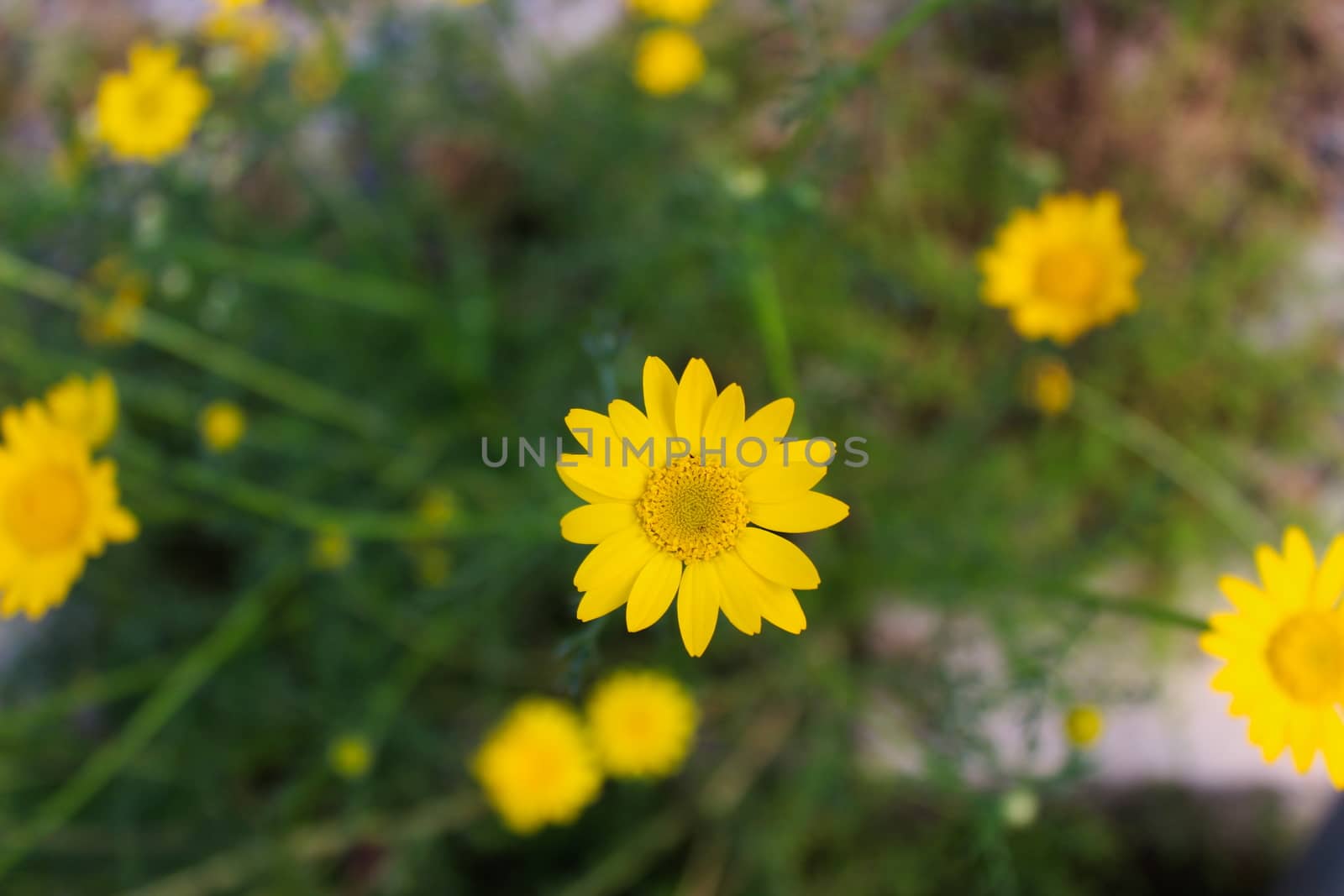 Yellow daisy, meadow, nature. Beja, Portugal.
