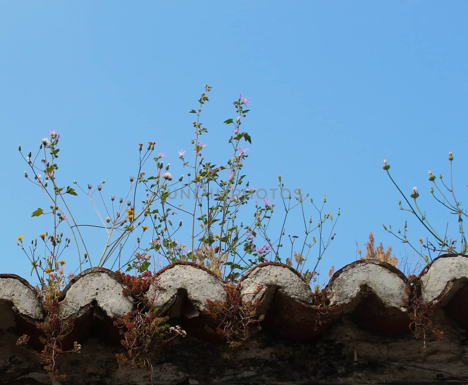 Plants growing on a house roof. Beja, Portugal.