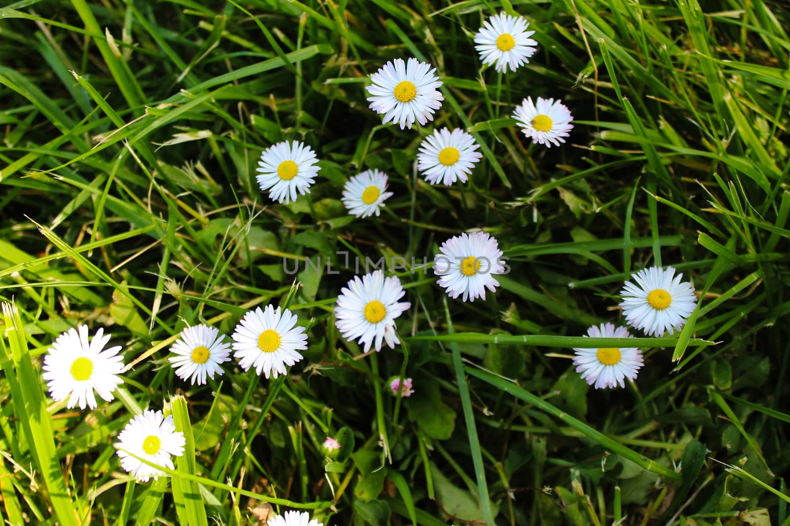 Bellis perennis, daisies in the grass. Beja, Portugal.