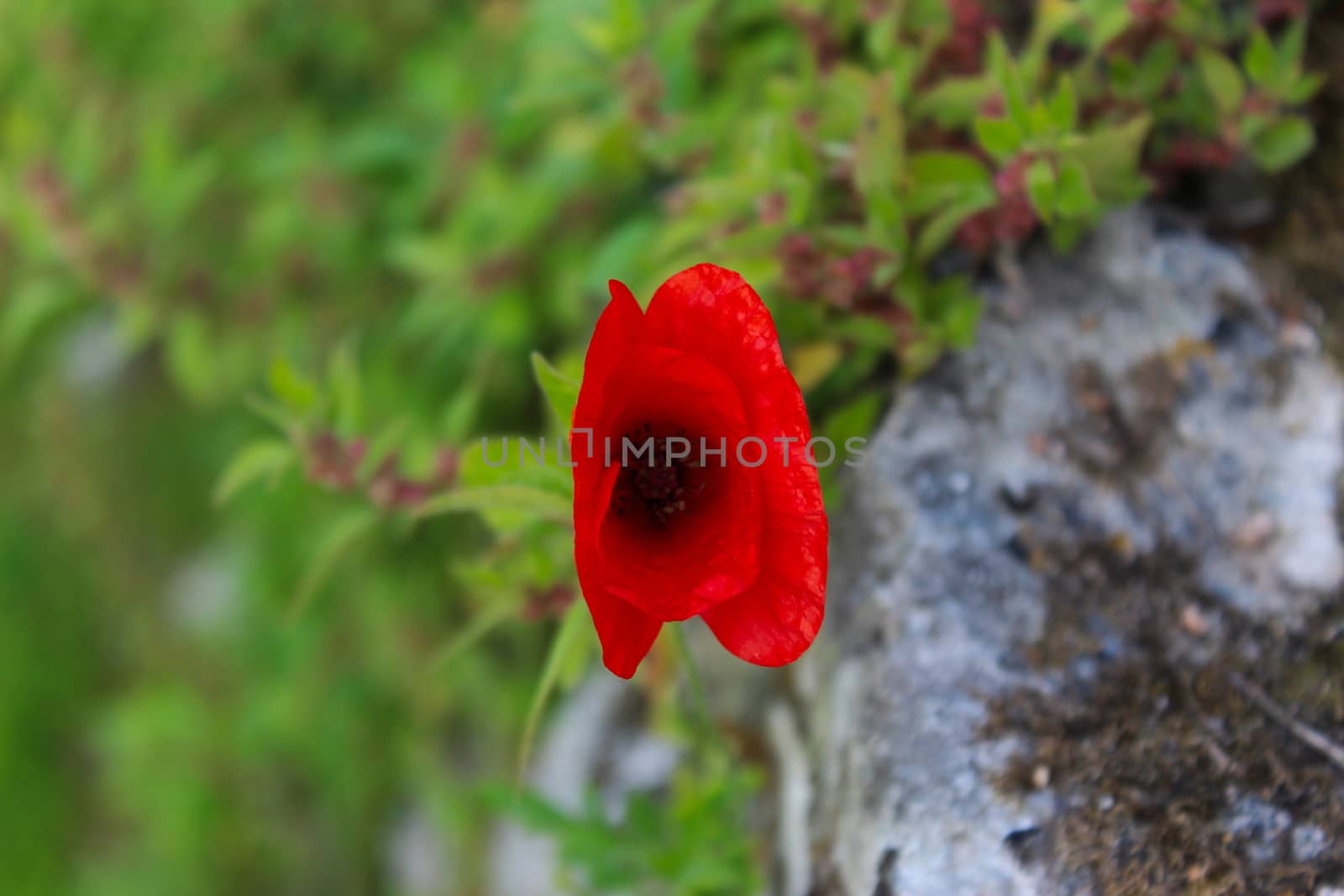 Papaver rhoeas, common poppy, corn poppy, corn rose, field poppy, Flanders poppy, red poppy. by mahirrov
