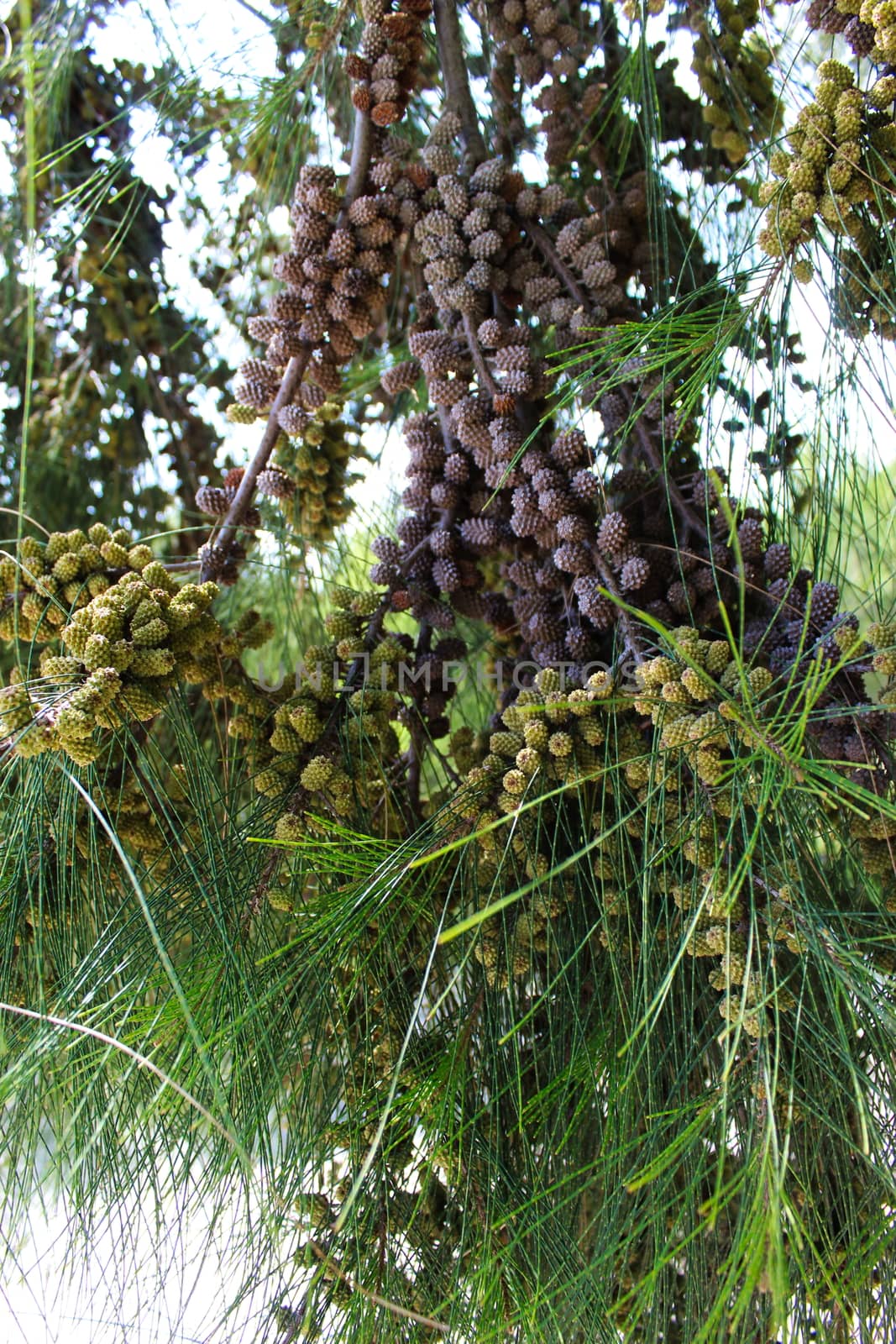 Green and aged fruits of Casuarina Pine, Wind Tree Fruits. Beja, Portugal.
