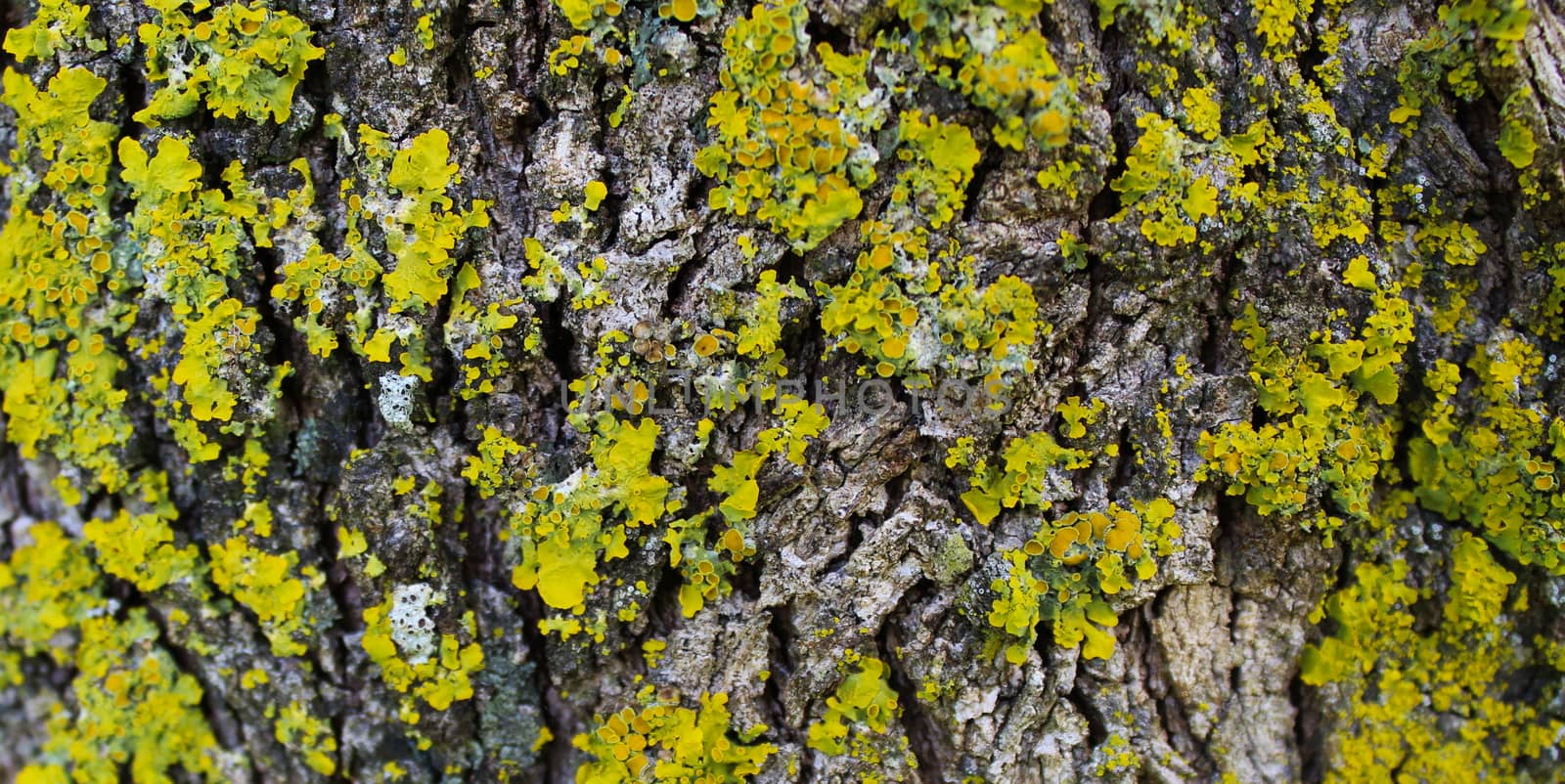 Yellow mold on the tree bark. Texture. Banner. Beja, Portugal.