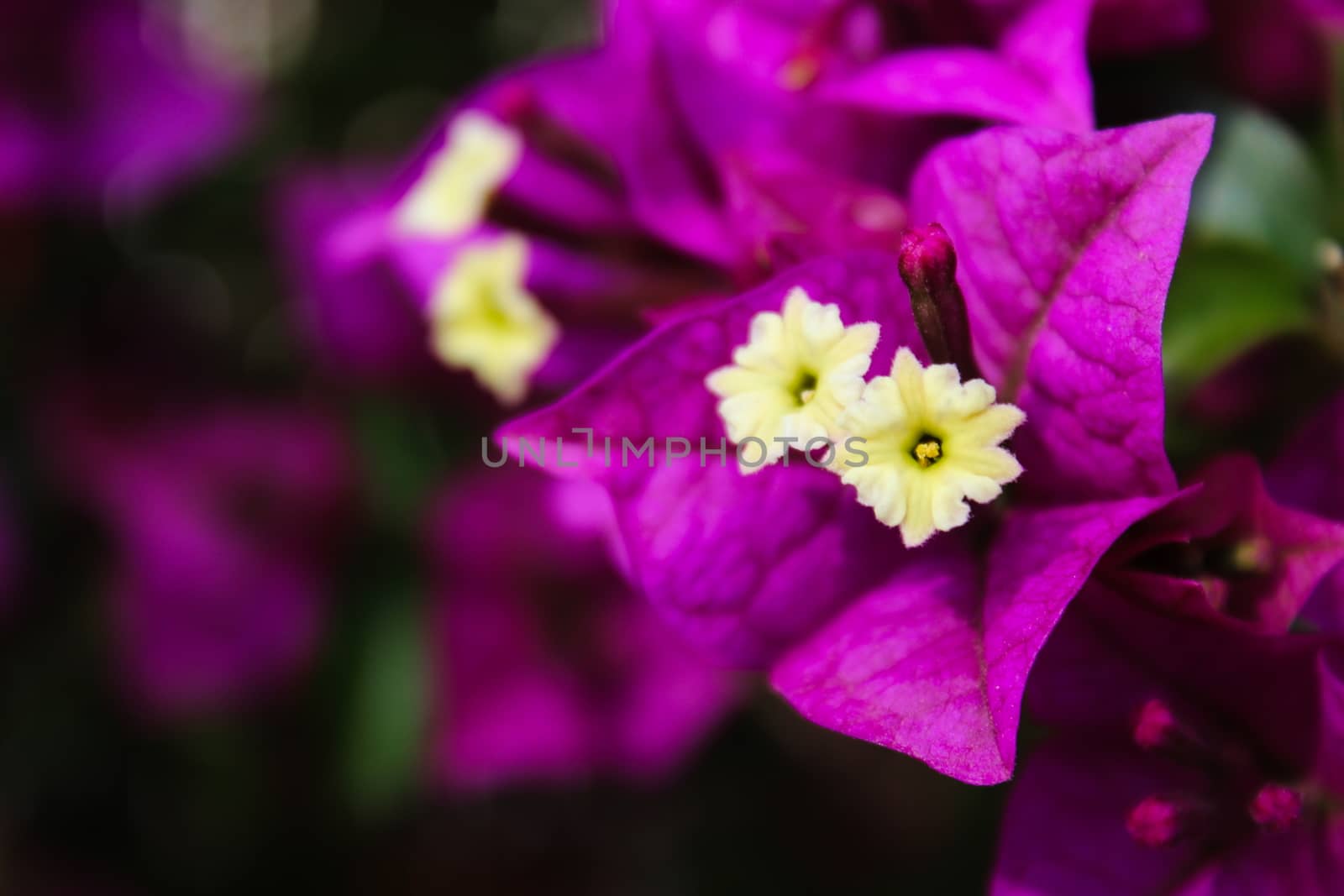 The beautiful flower of Great bougainvillea, Bougainvillea spectabilis in Portugal. by mahirrov