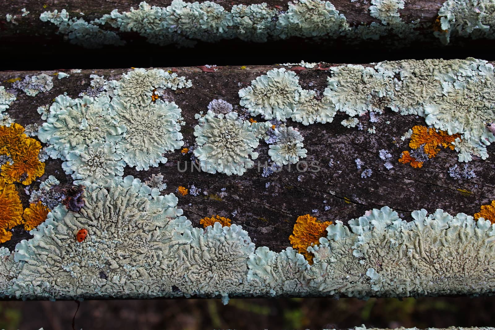 Yellow and white mold on the wooden bench. by mahirrov