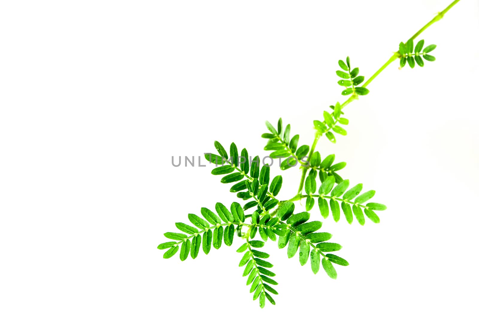 small caltrops weed and leaves, isolated freshness plant on white background