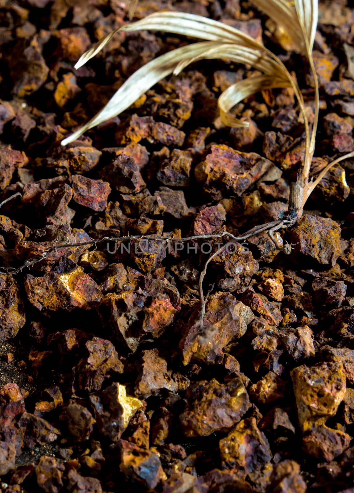 Small palm trees dried on gravel ground by Satakorn