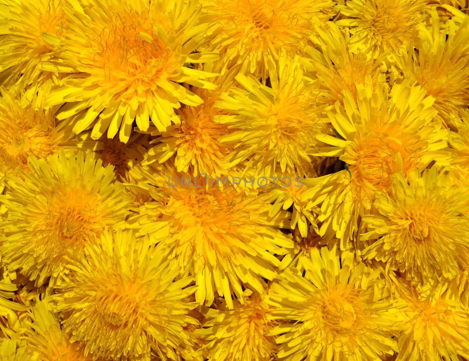 Blossoms of Taraxacum officinale background by hibrida13