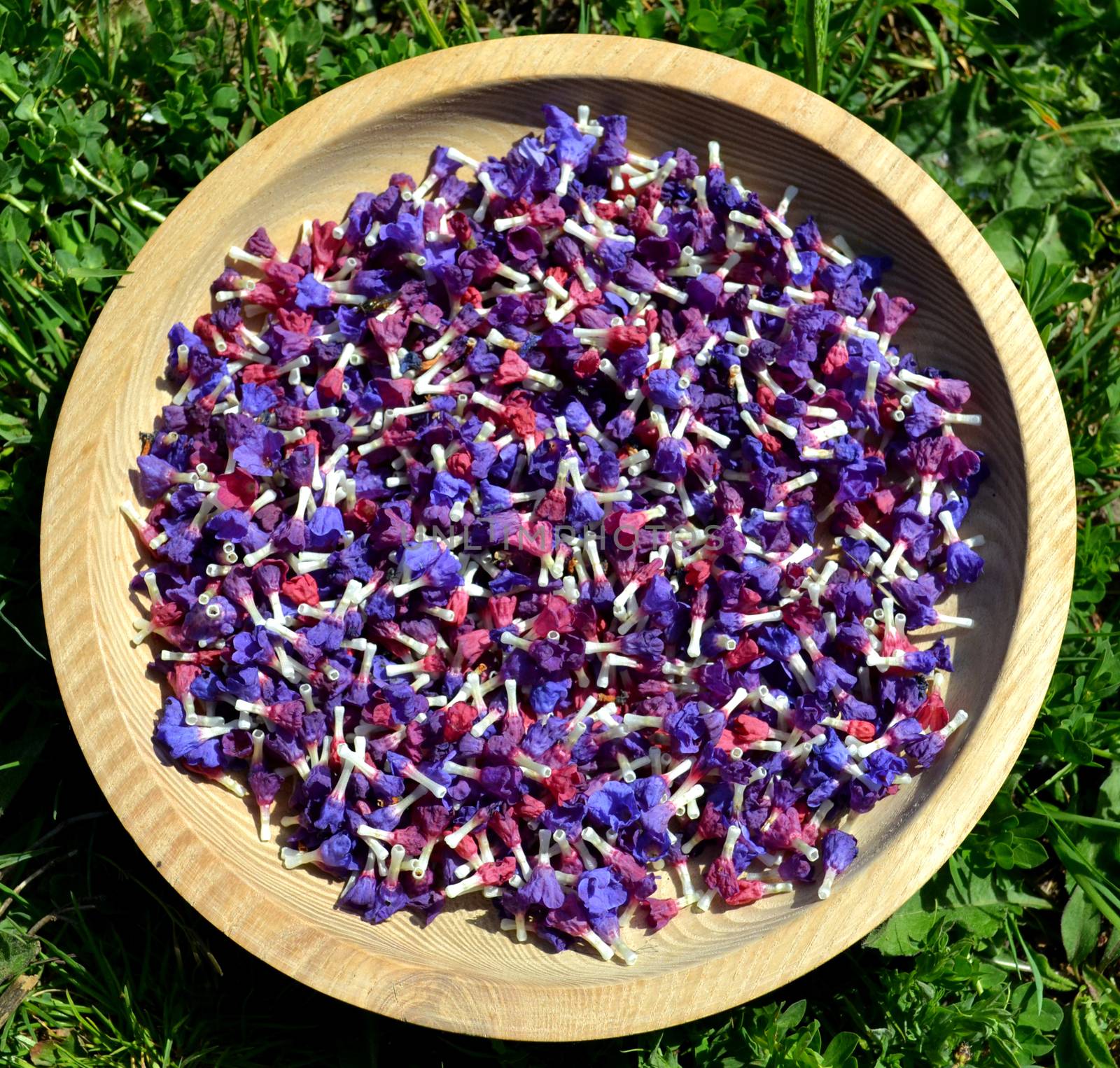 Lot of Pulmonaria officinalis flowers in a wooden bowl on grass