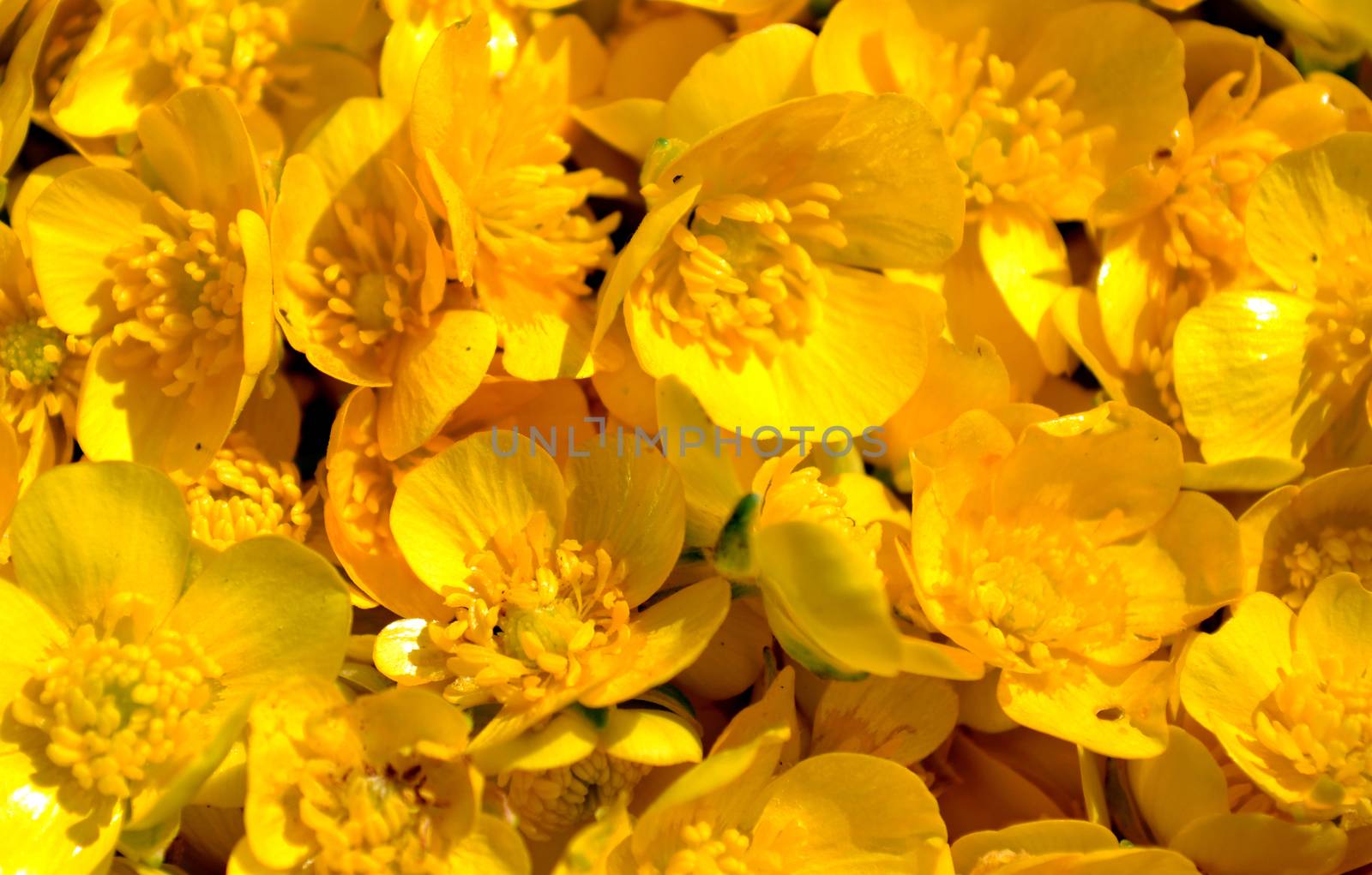 Pile of Ranunculus repens (the creeping buttercup) flowers background