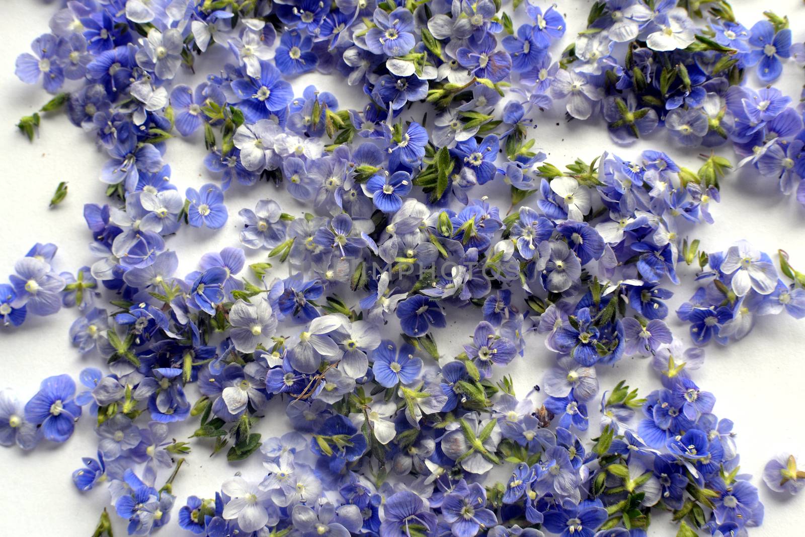 Pile of Blue Germander speedwell also known as Veronica chamaedrys or bird's eye speedwell or cat's eye over white background