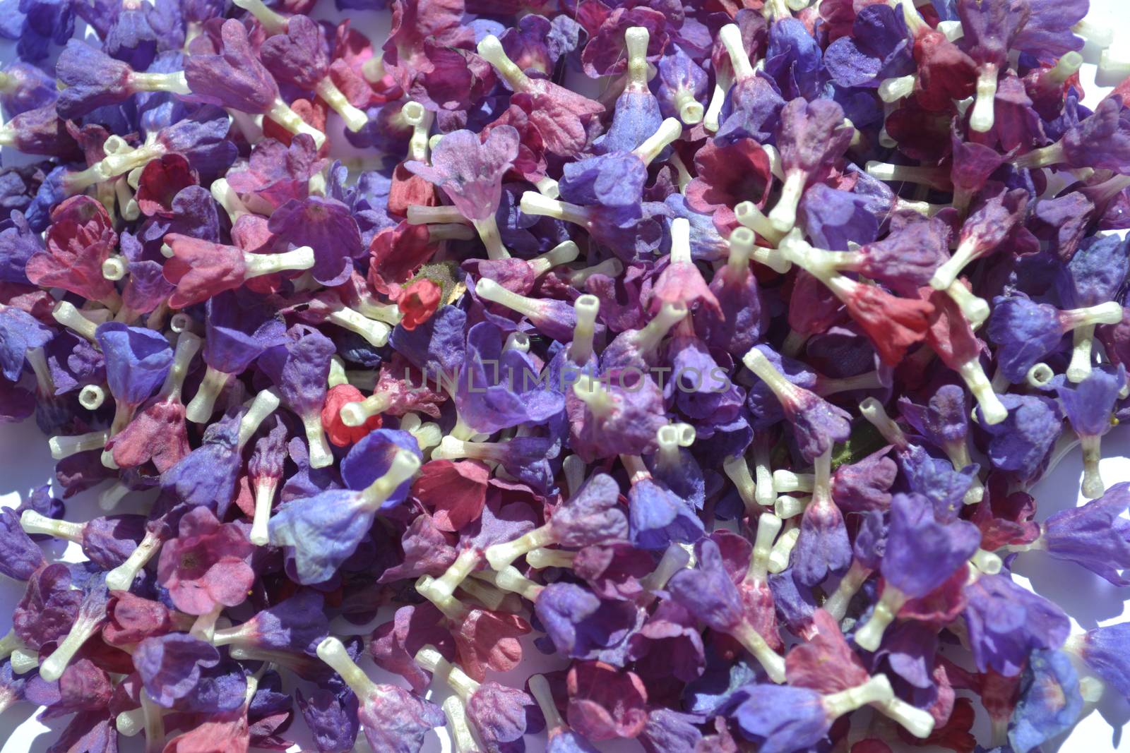 Pulmonaria officinalis flowers background, also known as lungwort, common lungwort, Mary's tears, Our Lady's milk drops on white background