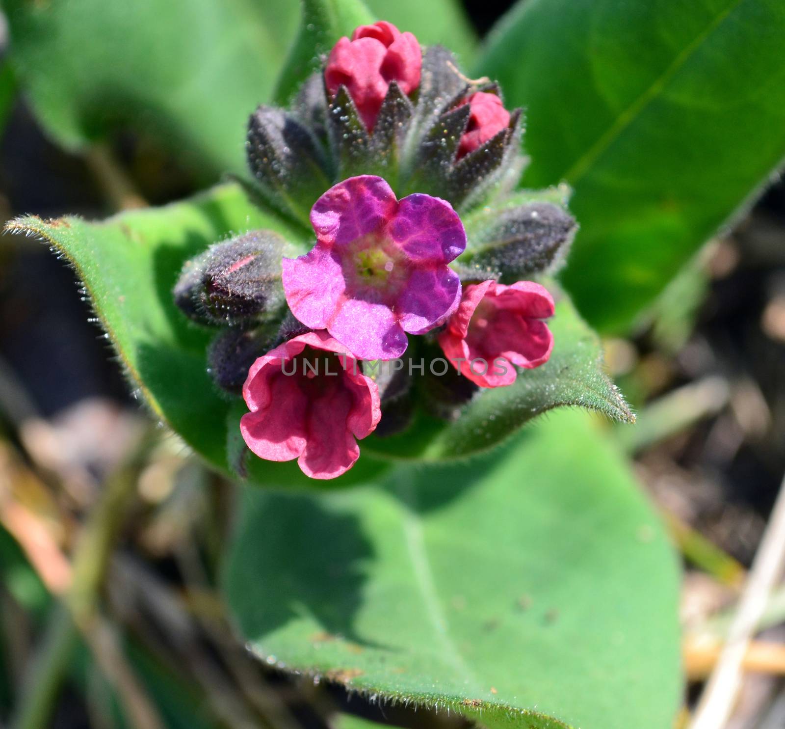 Pulmonaria officinalis, common lungwort by hibrida13