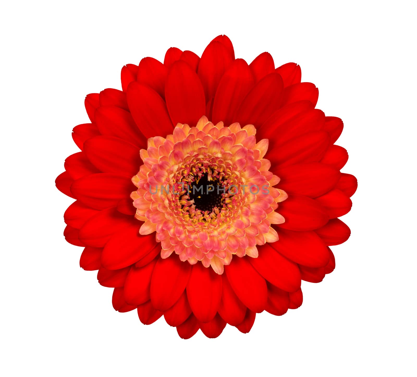 Gerbera flower isolated on a white background, red