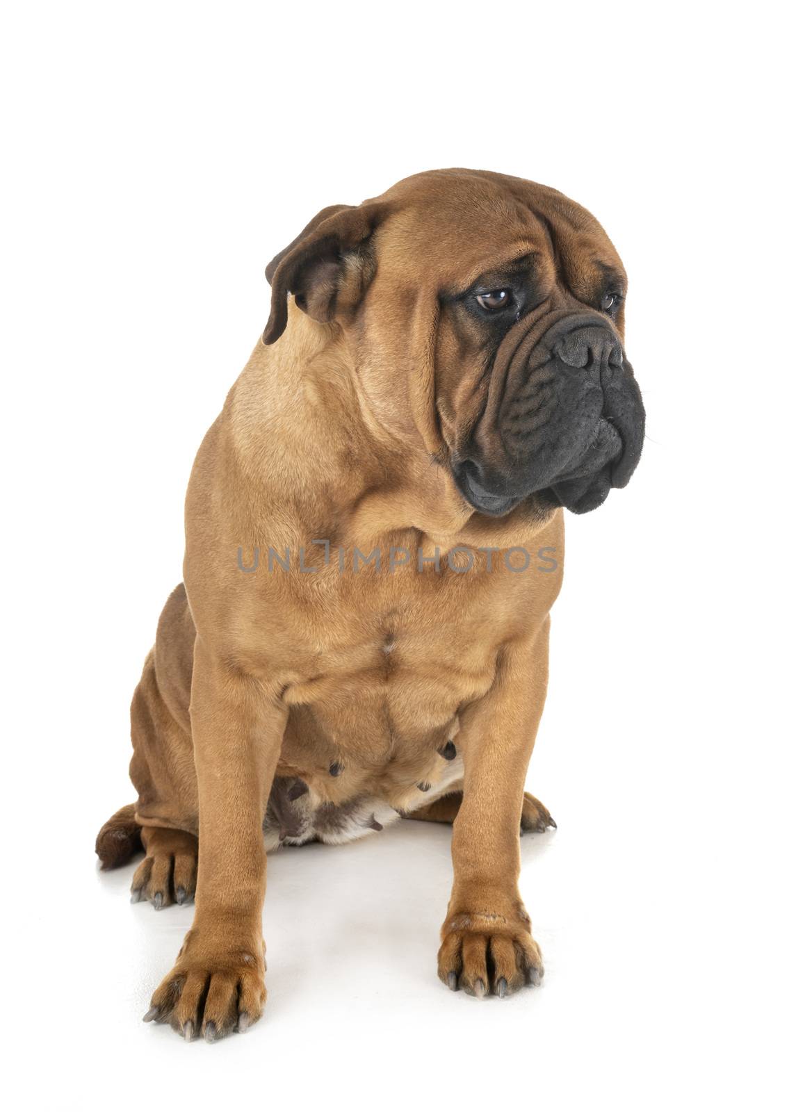 purebred bullmastif in front of white background