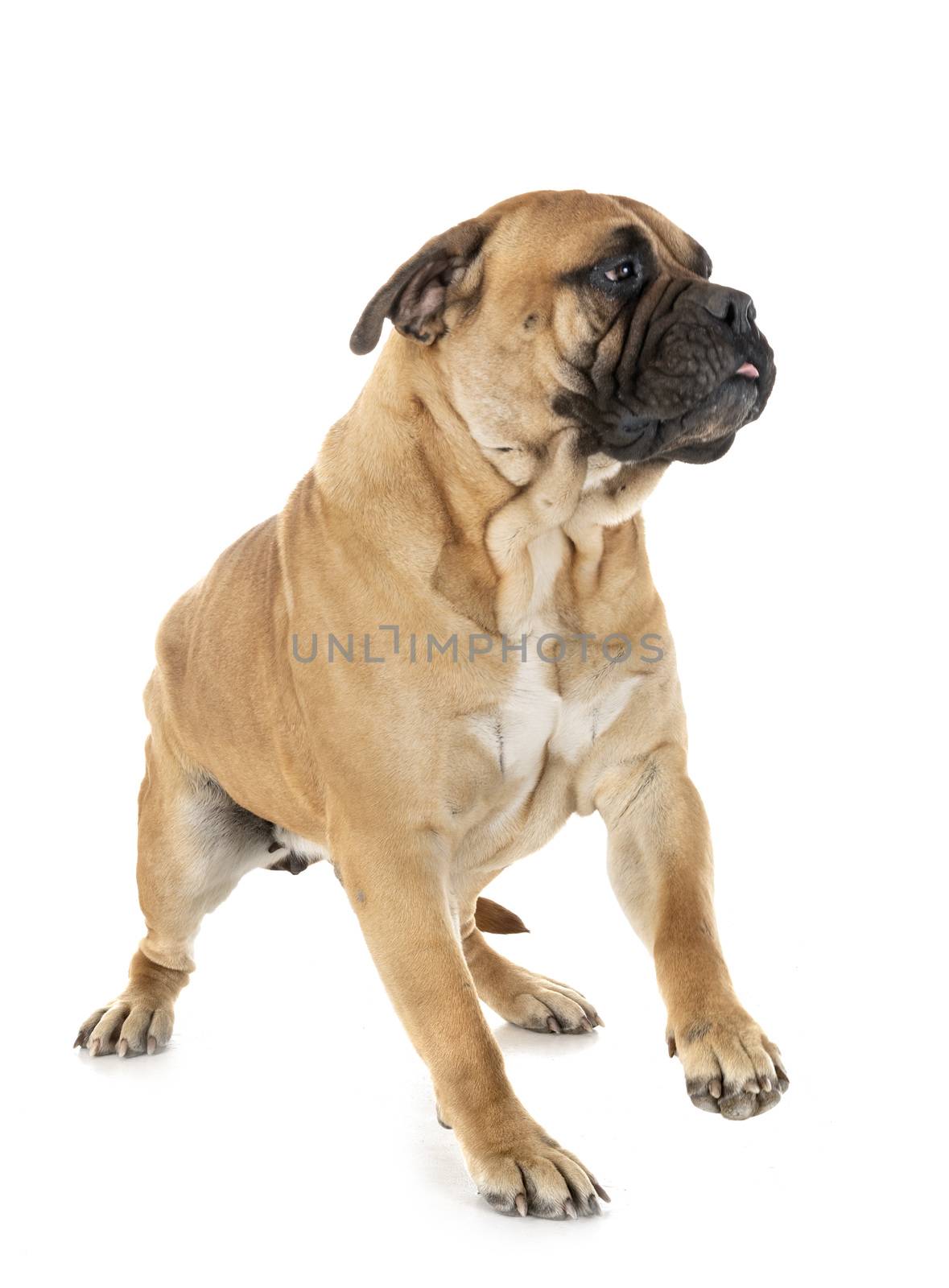 purebred bullmastif in front of white background