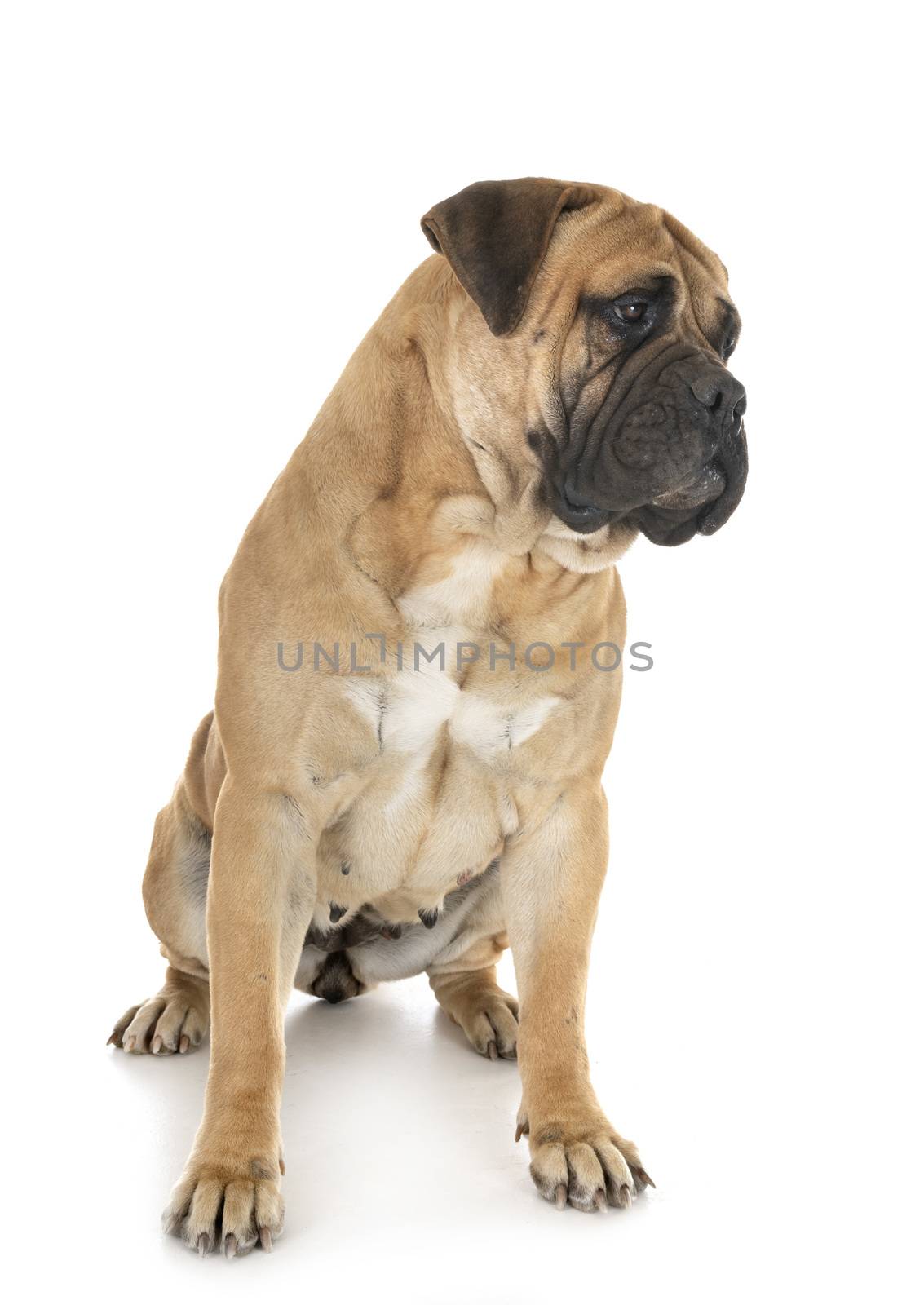 purebred bullmastif in front of white background