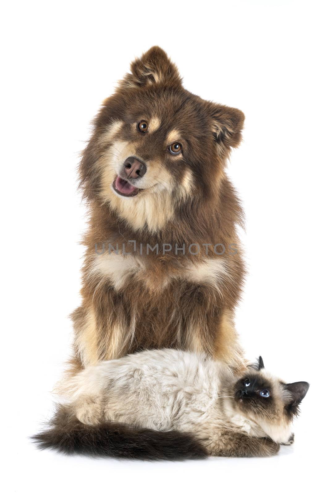 birman cat and lapikoira in front of white background