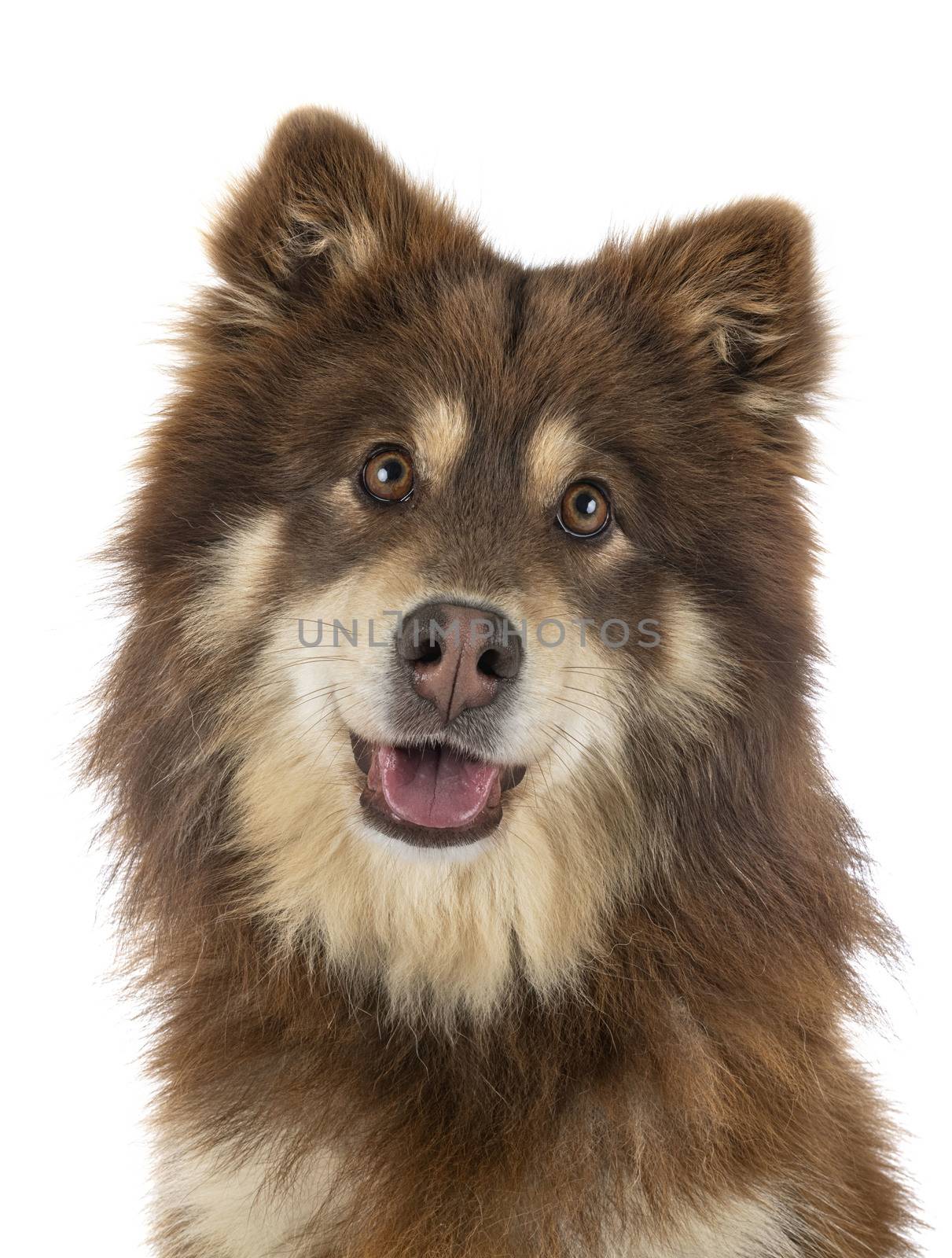 Finnish Lapphund in front of white background