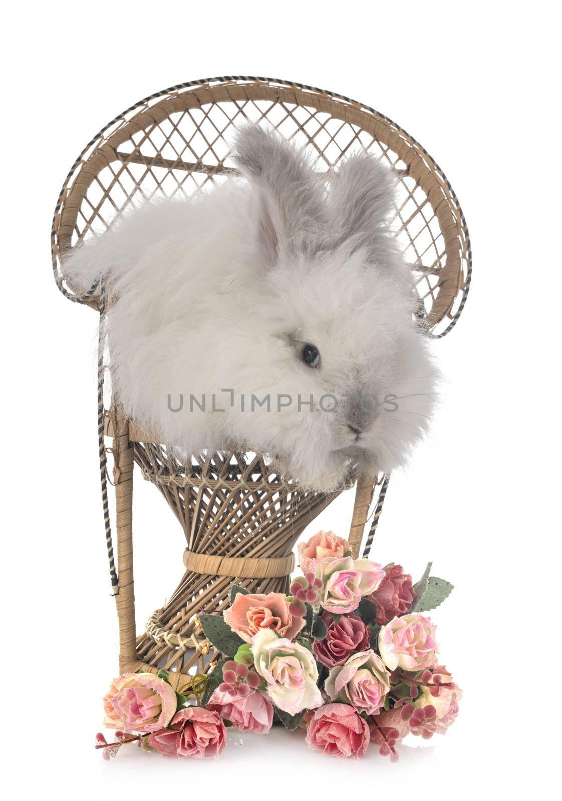 English Angora in front of white background