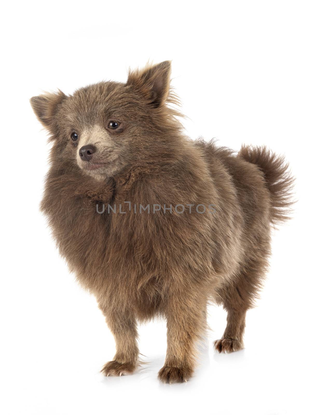 young pomeranian in front of white background