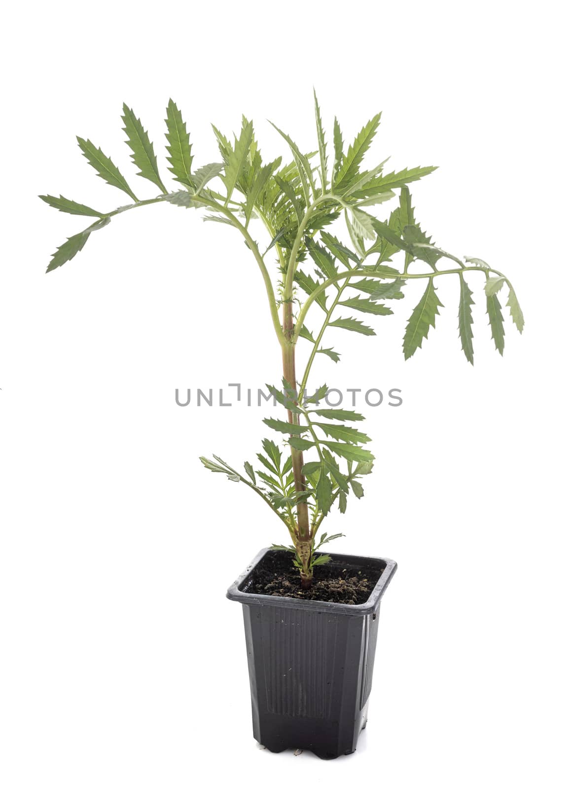Tagetes patula in front of white background