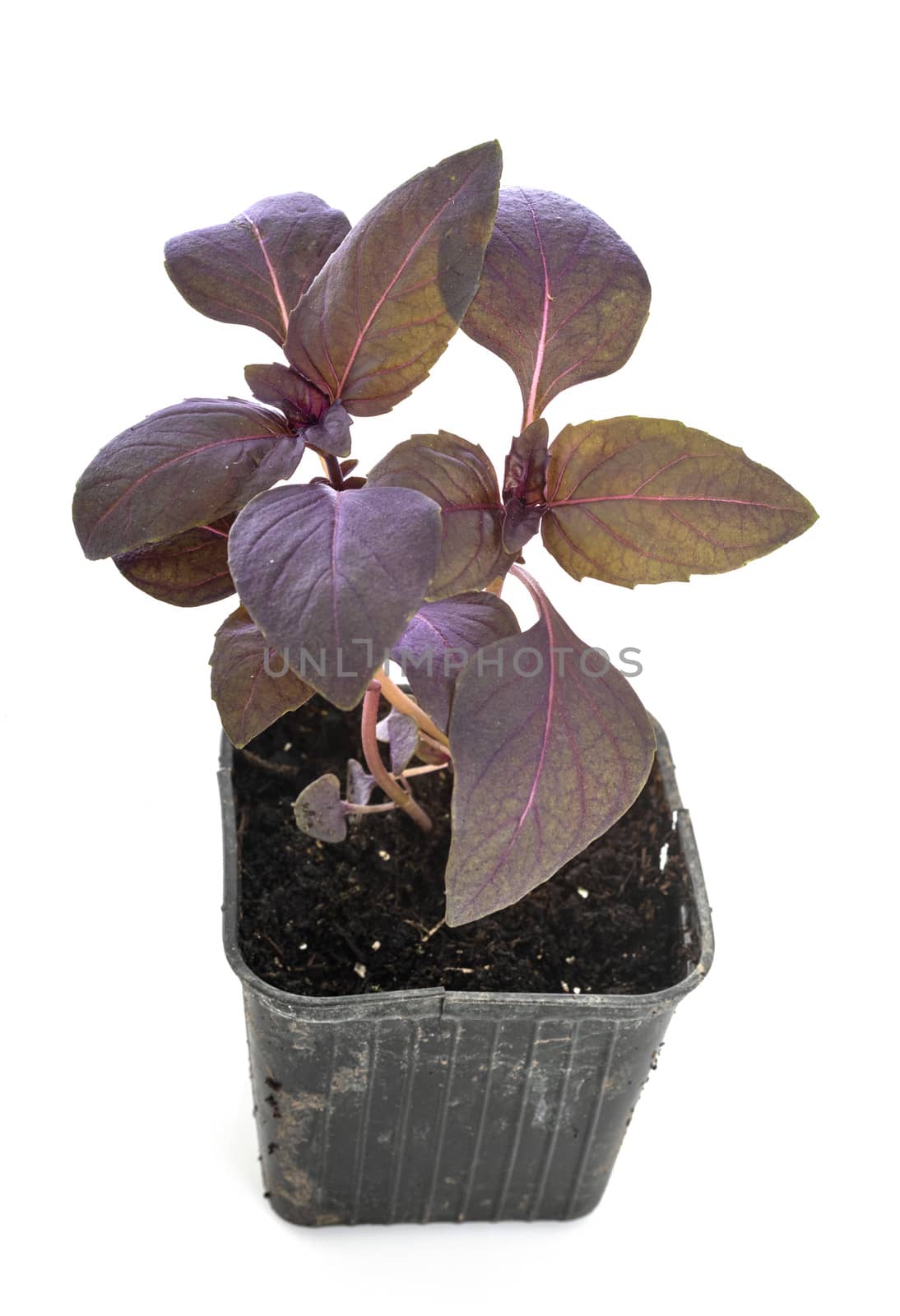 Ocimum basilicum Purpurascens in front of white background