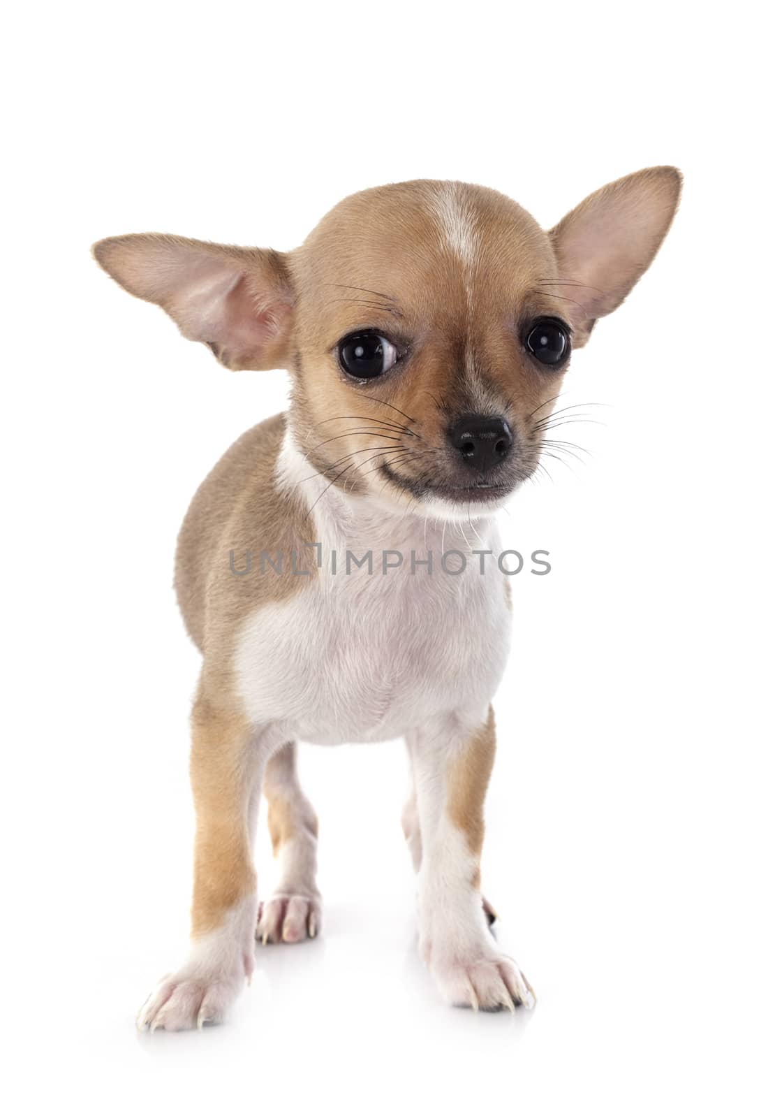 little chihuahua in front of white background