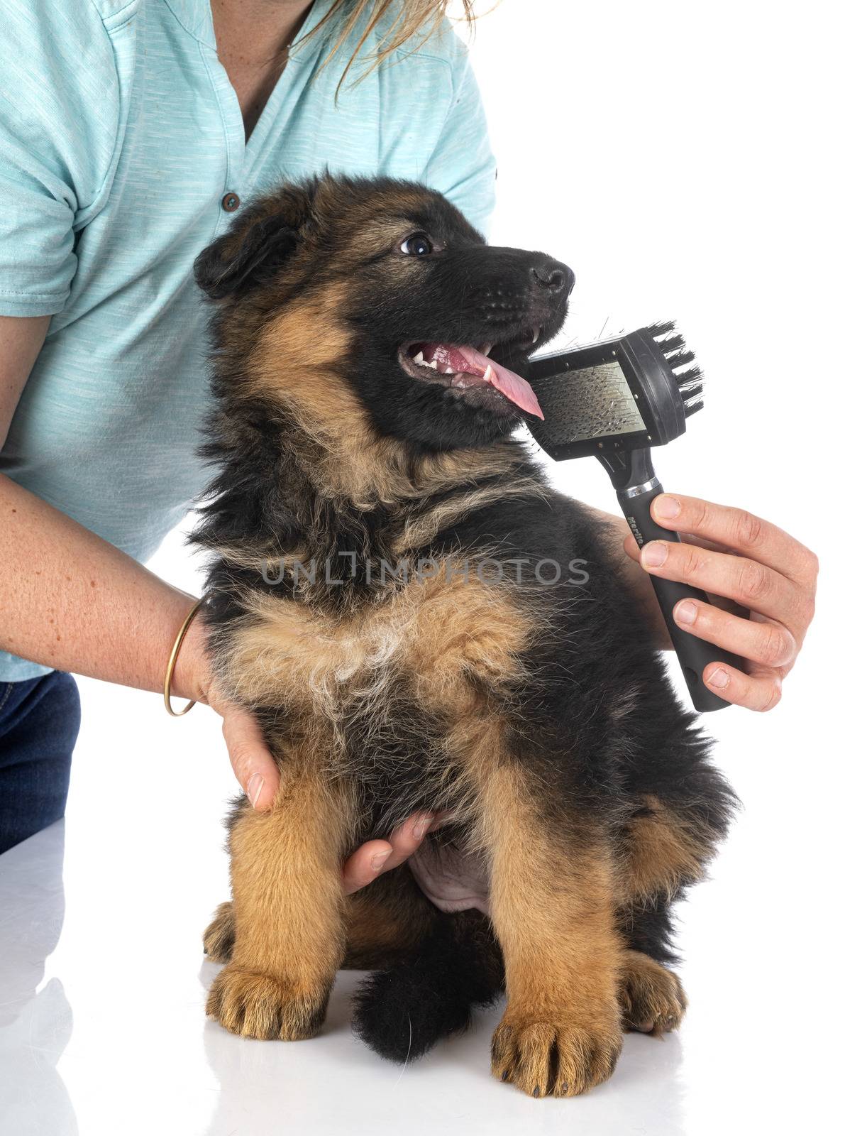 puppy german shepherd in front of white background