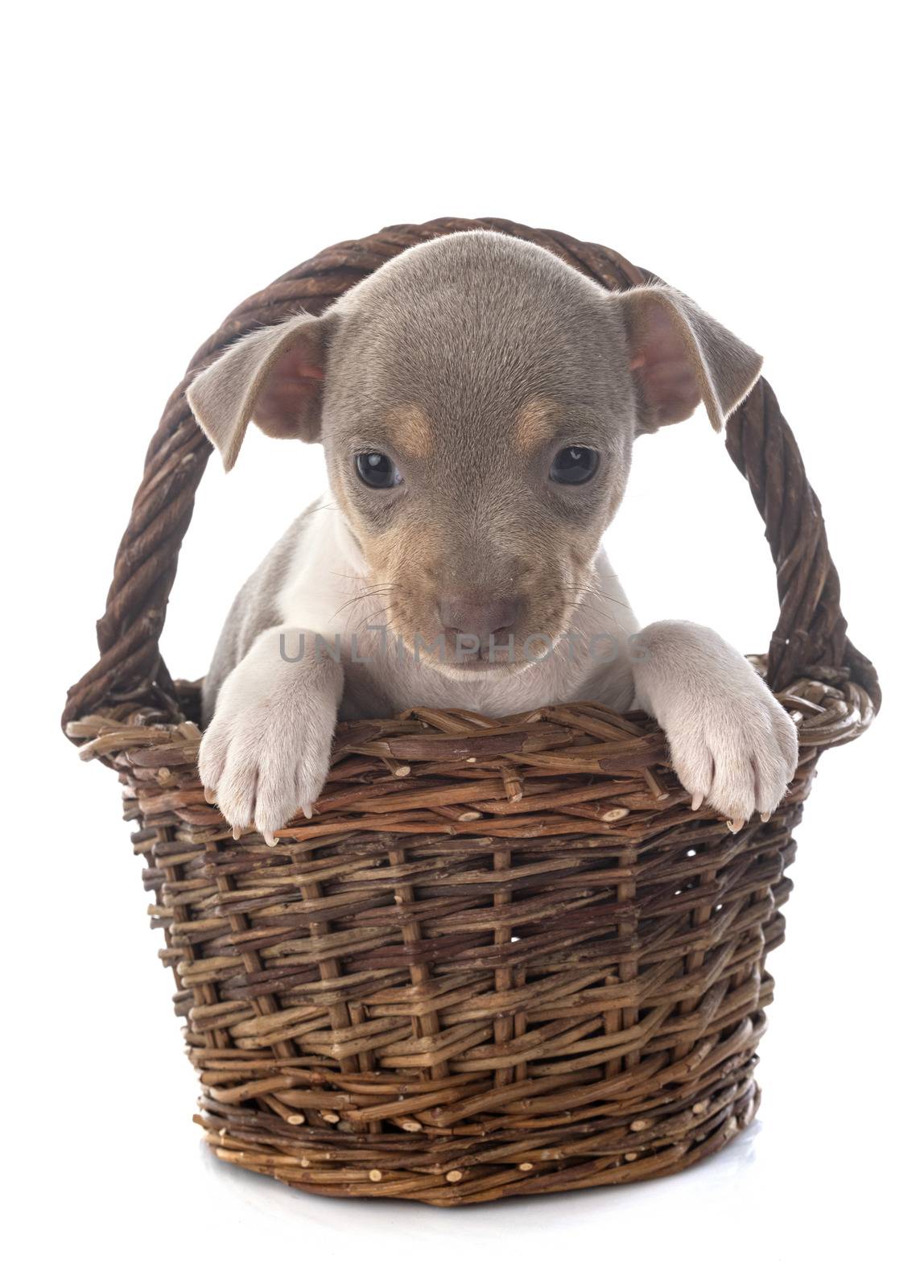 puppy brazilian terrier in front of white background