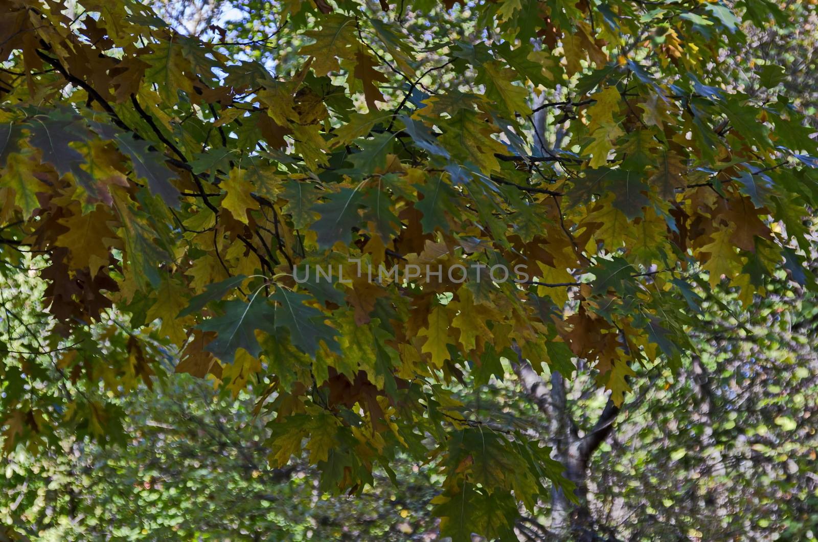 Natural background from autumnal many branched tree with some yellow, green and  brown leaves on the blue sky, South park, Sofia, Bulgaria