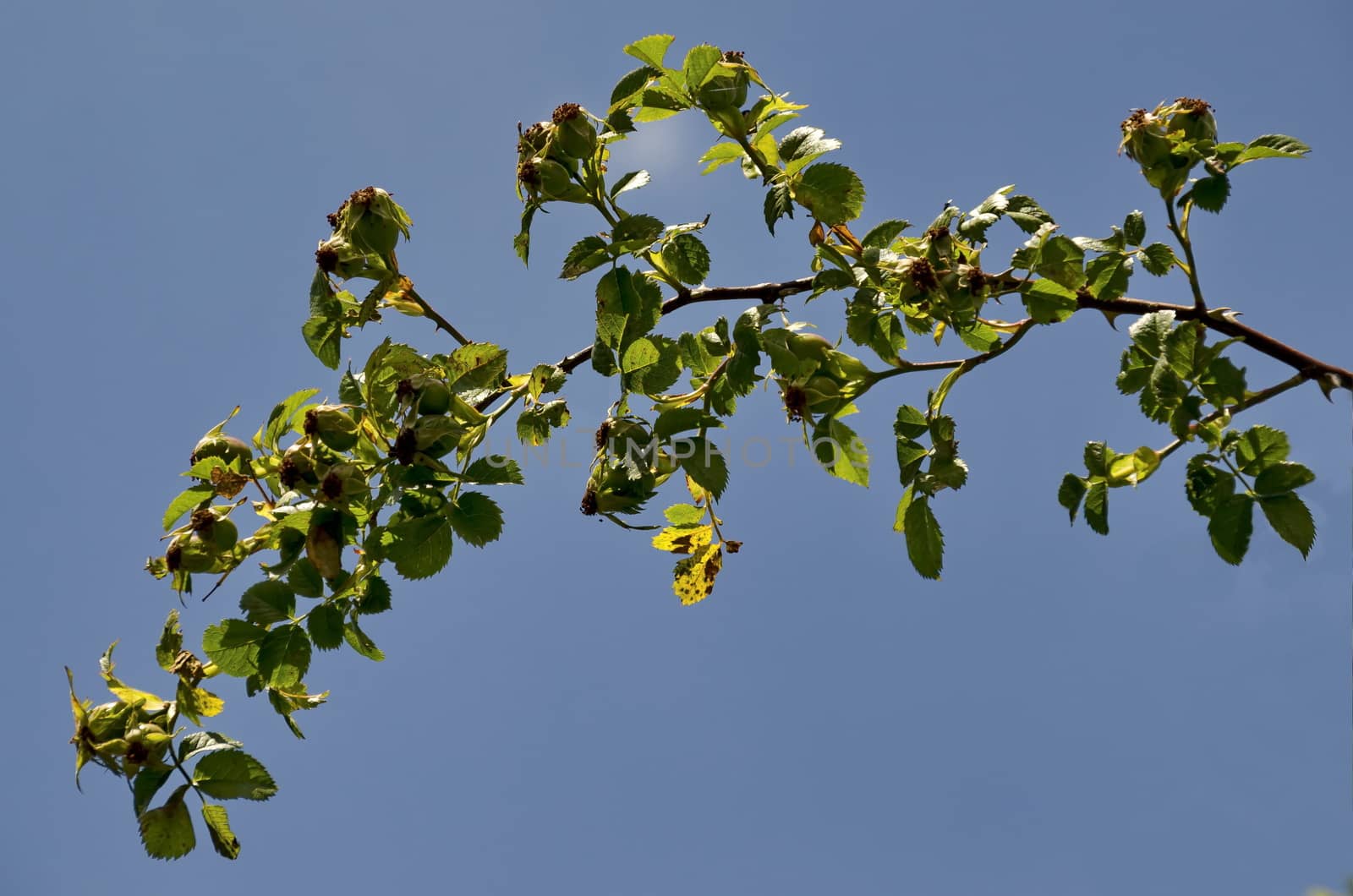 Branch with rosehip green fruits and leaves of Rosa canina or Dog Rose in Plana mountain, Bulgaria