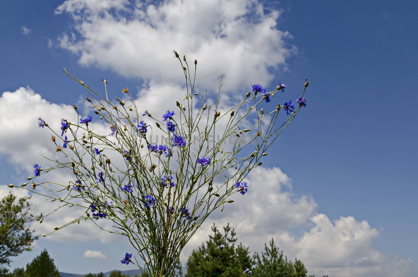 Bouquet of bluebottle,  cornflower or Centaurea cyanus wildflower on a cloudy sky  background, Plana mountain, Bulgaria