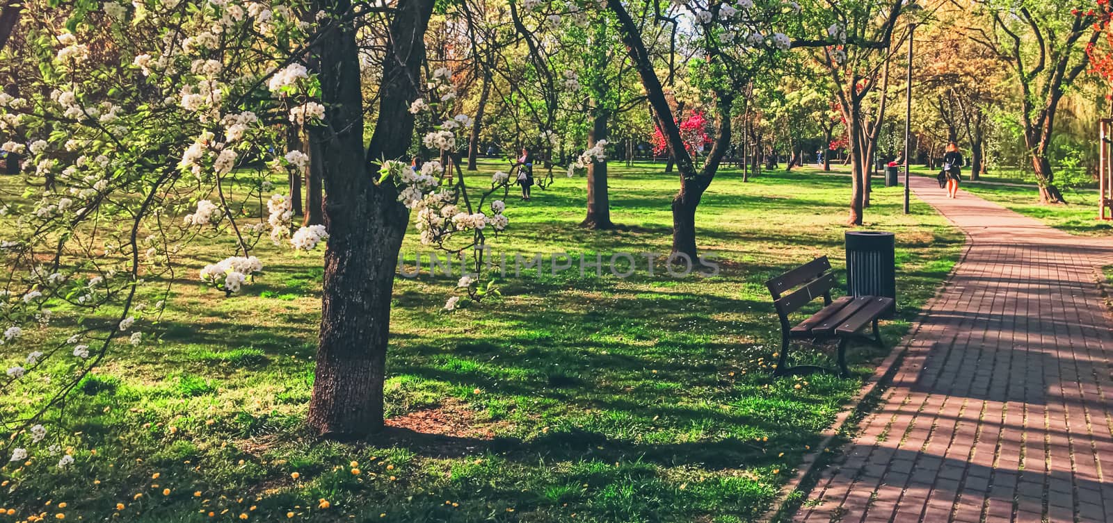 Blooming trees in spring in a city park by Anneleven