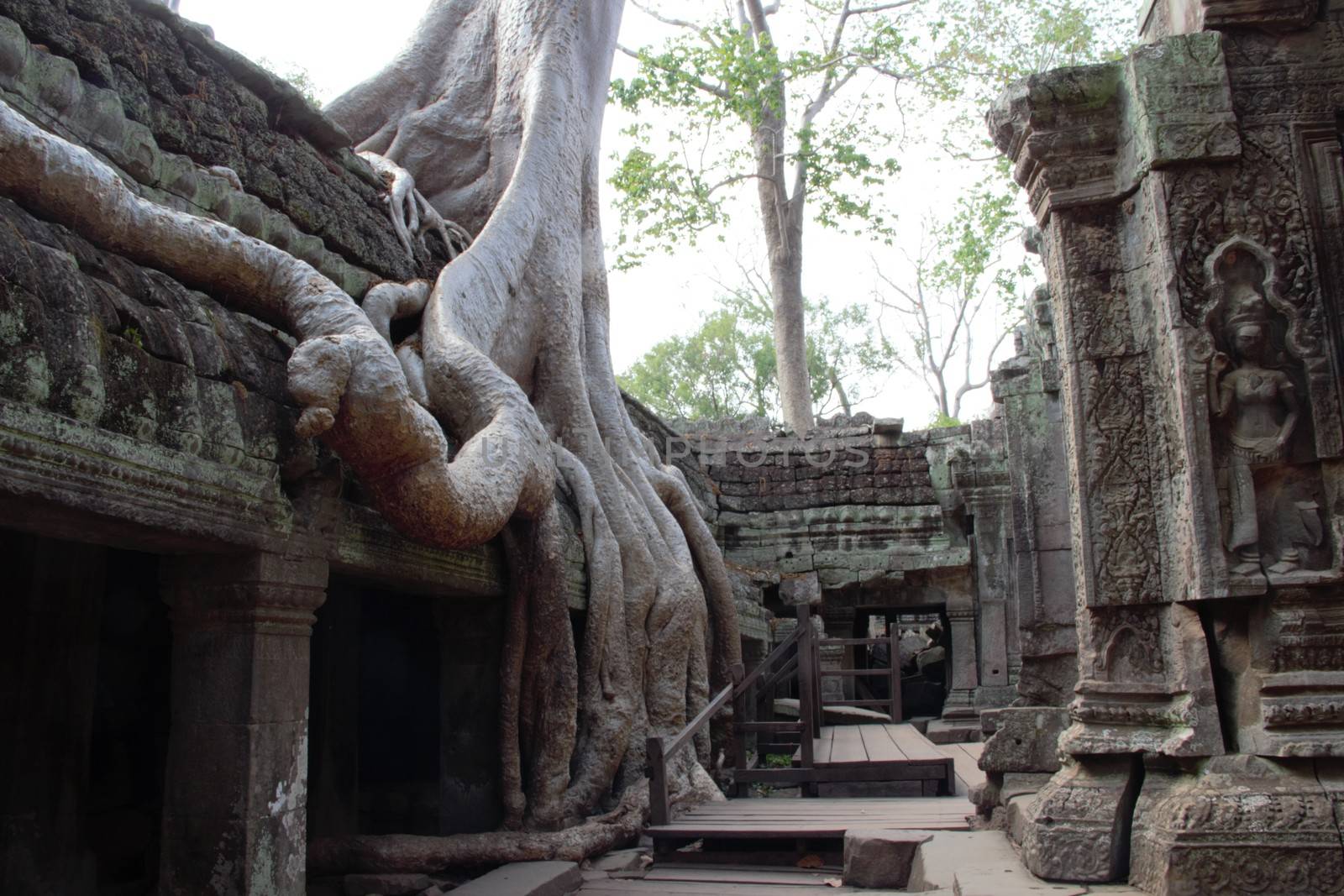 Cambodia, siem reap angkor wat temple ta prohm tree roots tomb raider hindu buddhist shrine