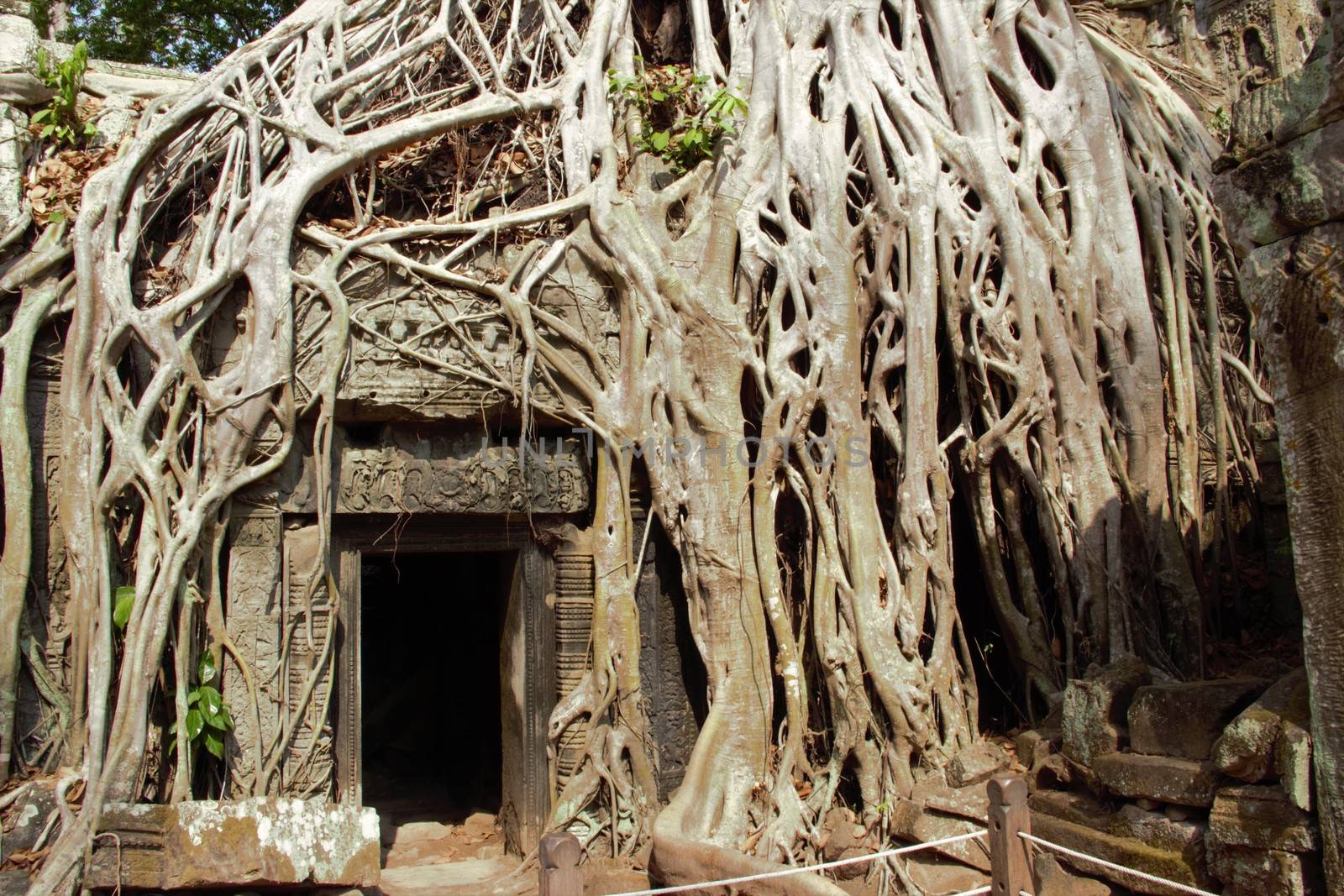 Cambodia, siem reap angkor wat temple ta prohm tree roots tomb raider hindu buddhist shrine
