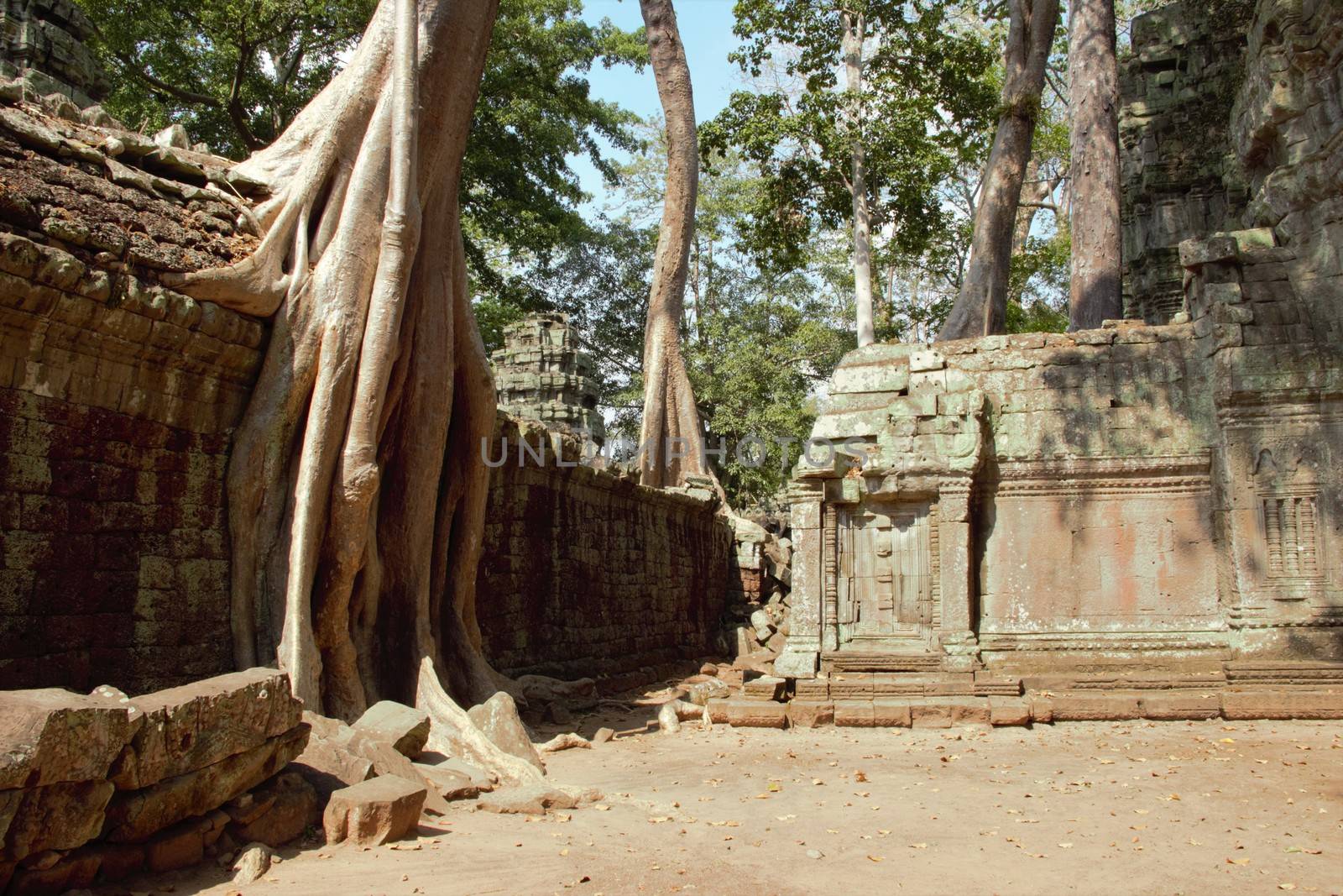 Cambodia, siem reap angkor wat temple ta prohm tree roots tomb raider hindu buddhist shrine