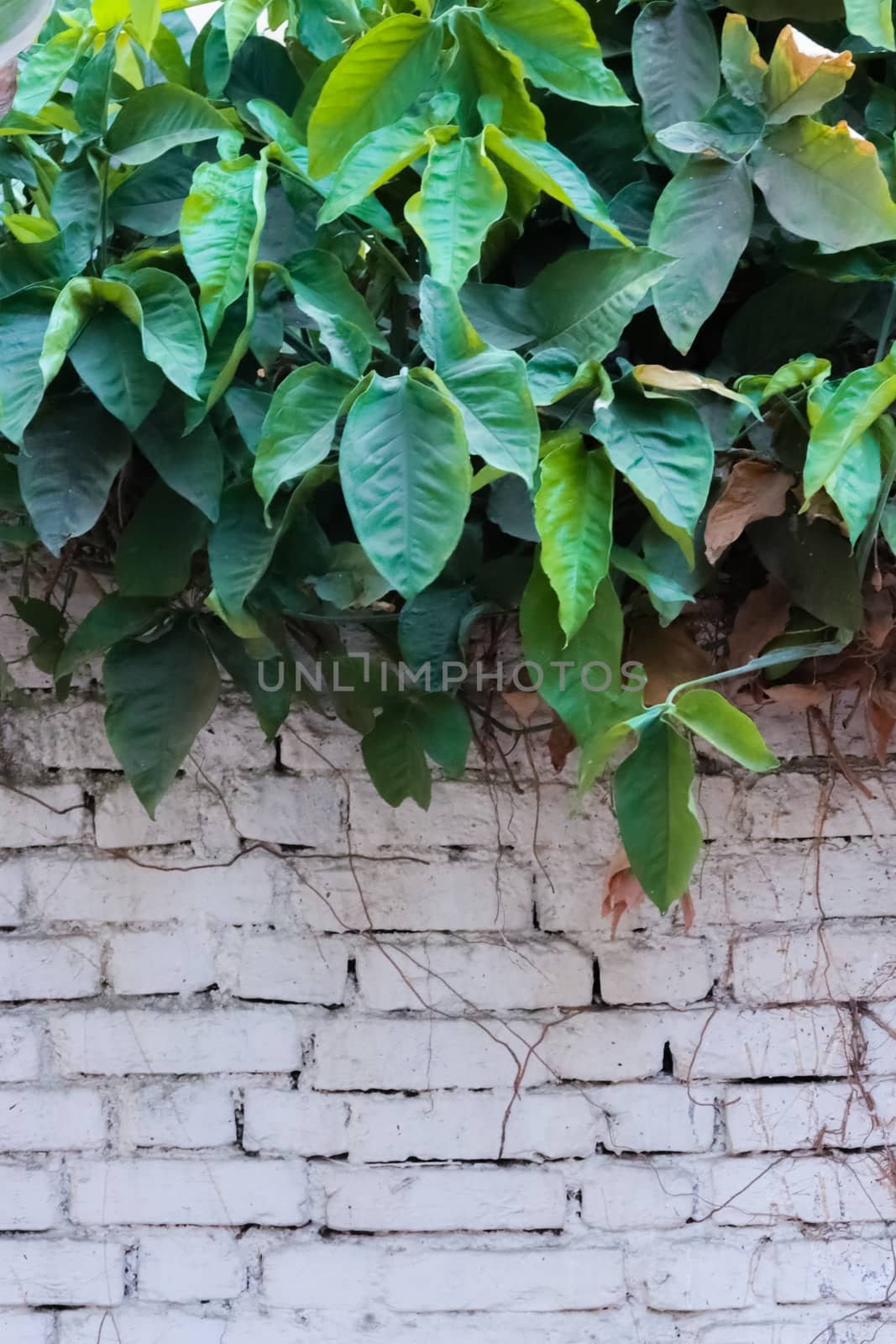 green plant with white wall as background. by kumavat