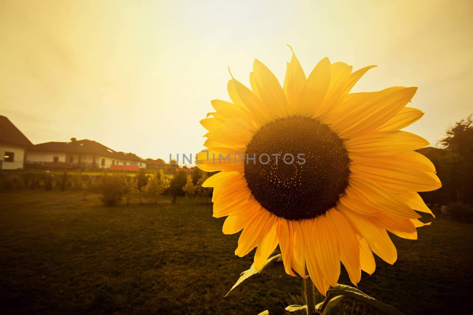 Sunflower at summer sunny day in the garden. by satariel