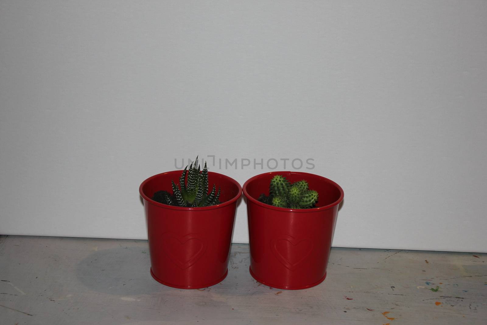 vasi rossi con cactus by andreus24