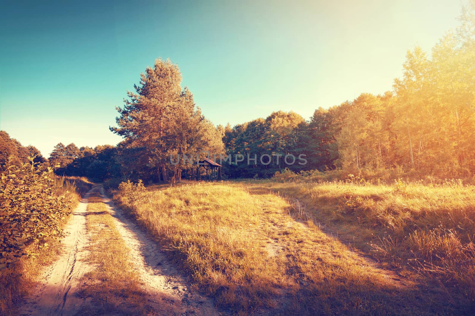 Vintage gold sunny autumn in the forest. Nature concept.