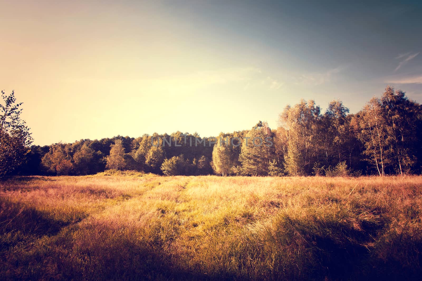 Vintage gold sunny autumn in the forest and field. Nature concept.